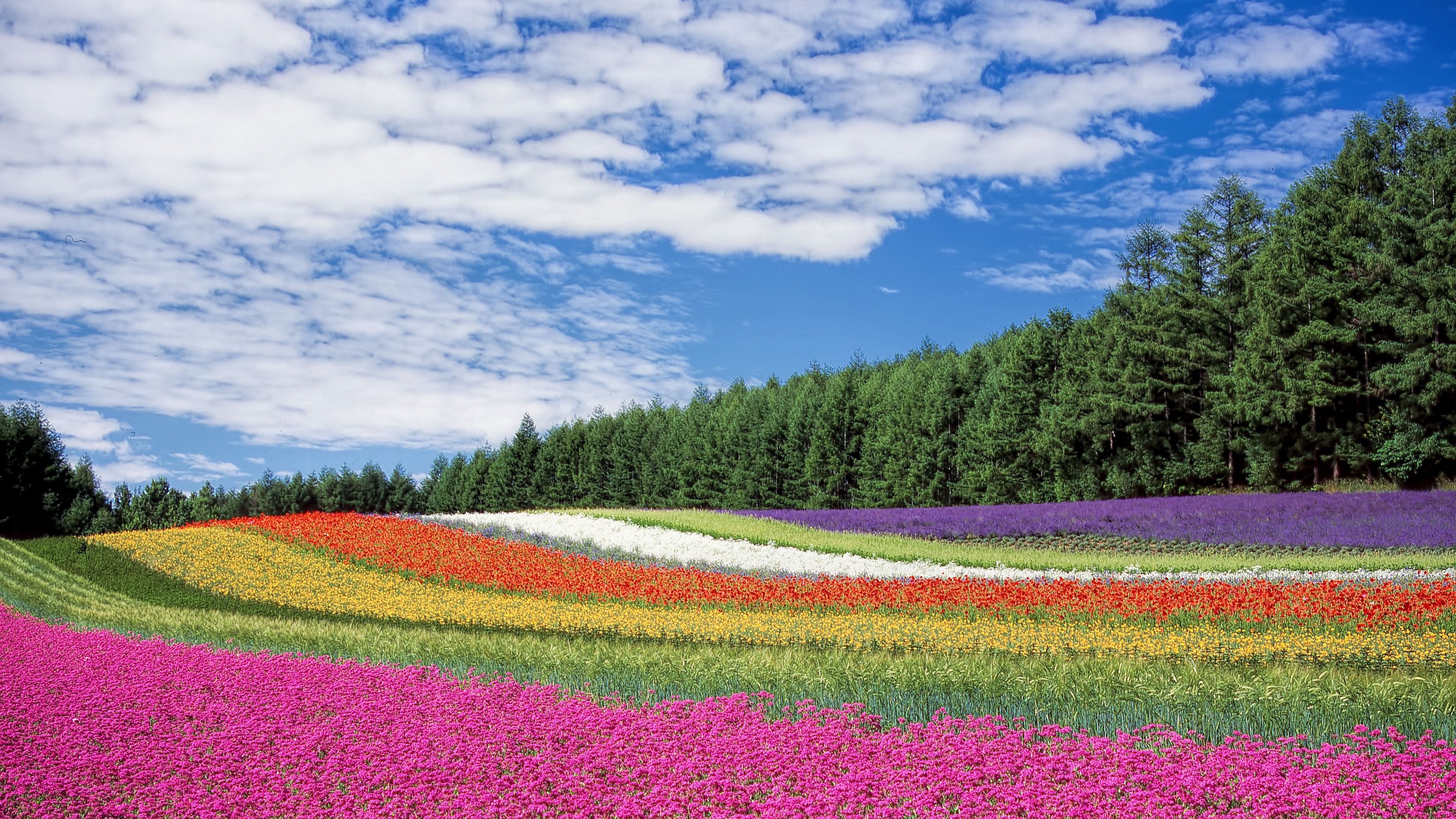 Download wallpaper 3840x2160 hokkaido, japan, flowers, field 4k uhd