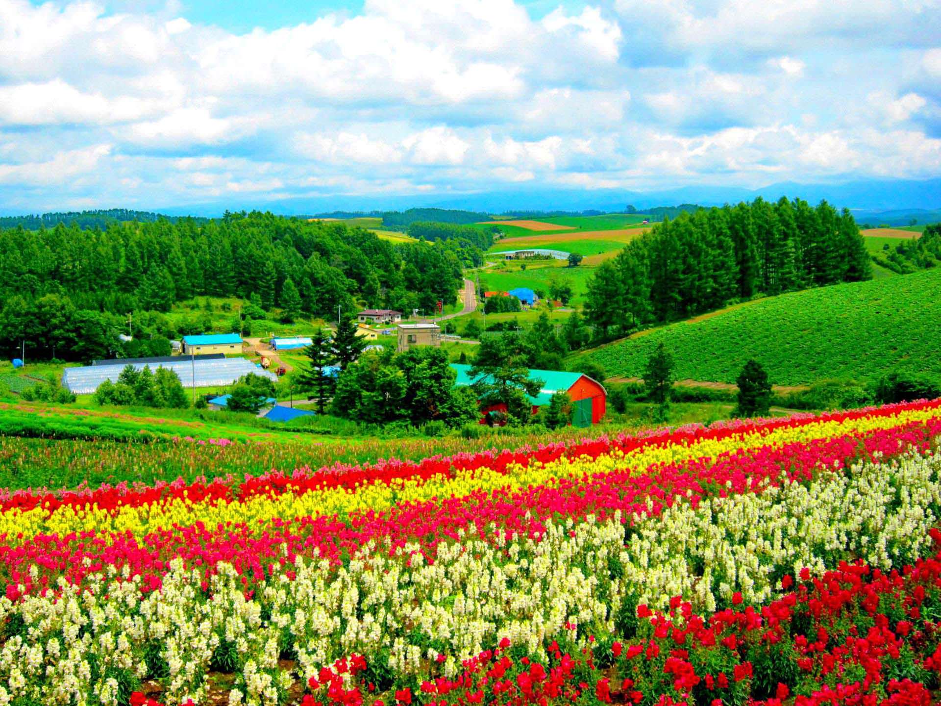 Landscape Hokkaido Flower Field Wallpaper 1920x1440 PC Wallpaper