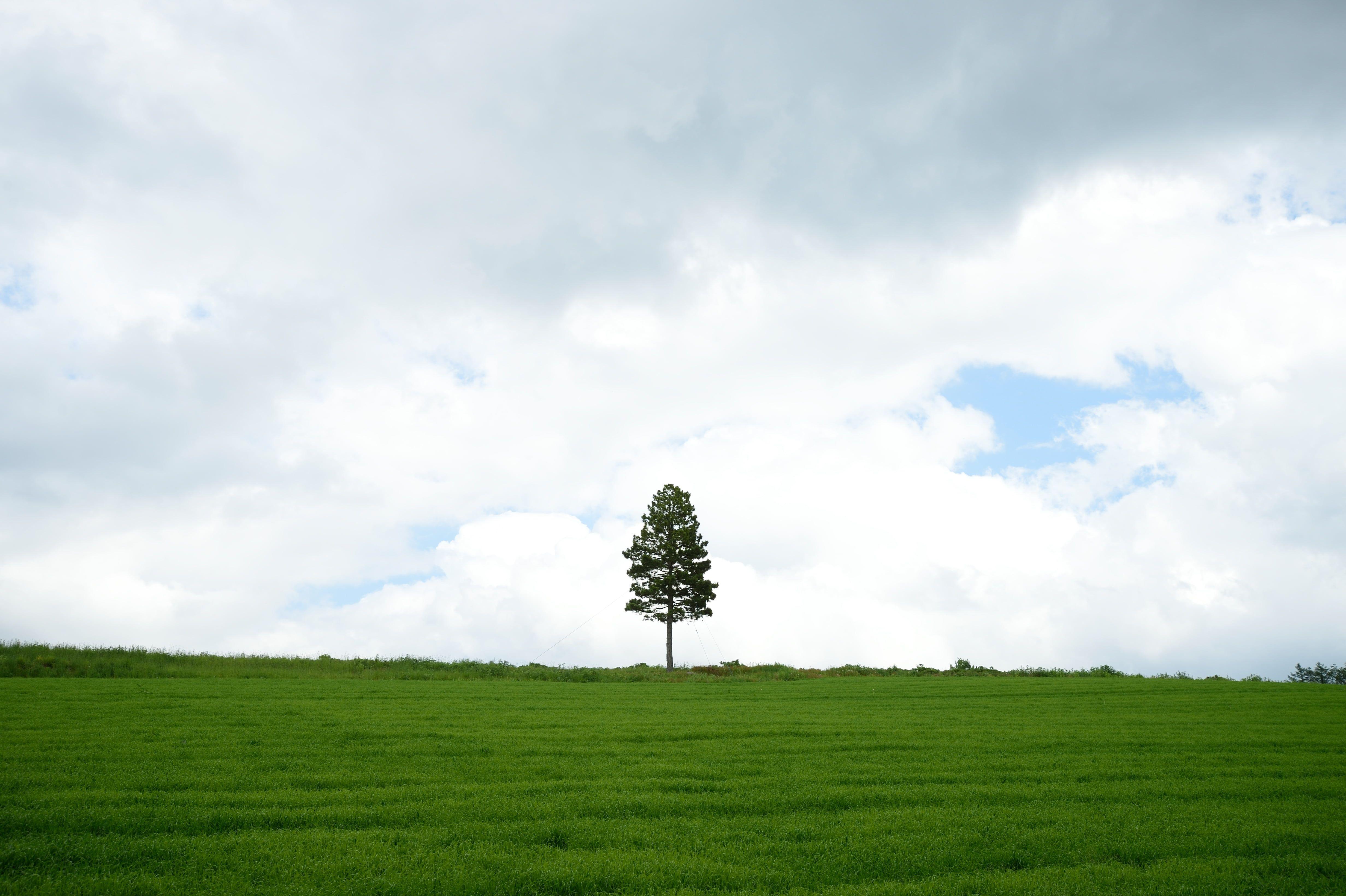 Green tree on green hill top under gray cloudy sky, hokkaido HD
