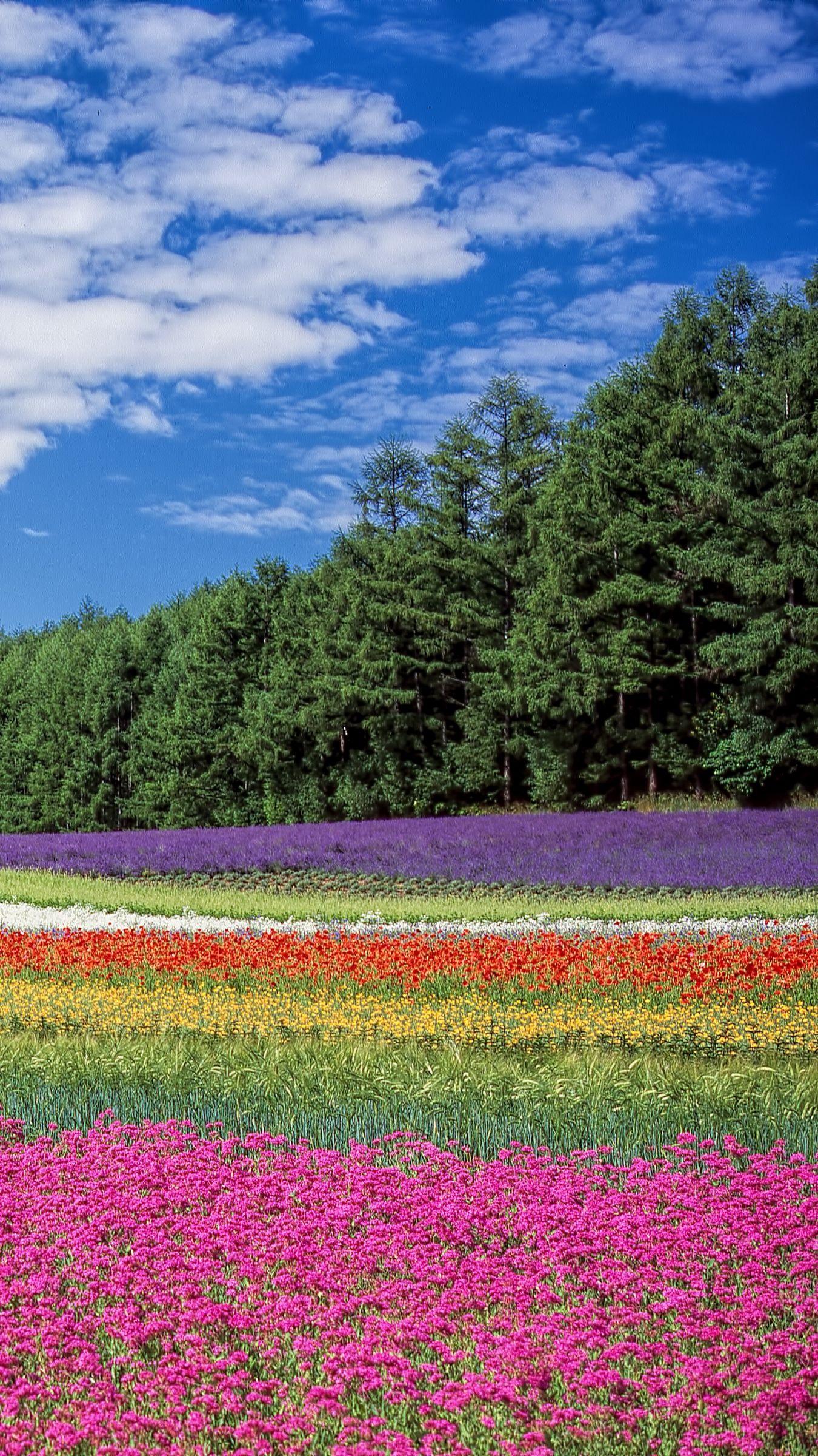 Download wallpaper 1350x2400 hokkaido, japan, flowers, field iphone
