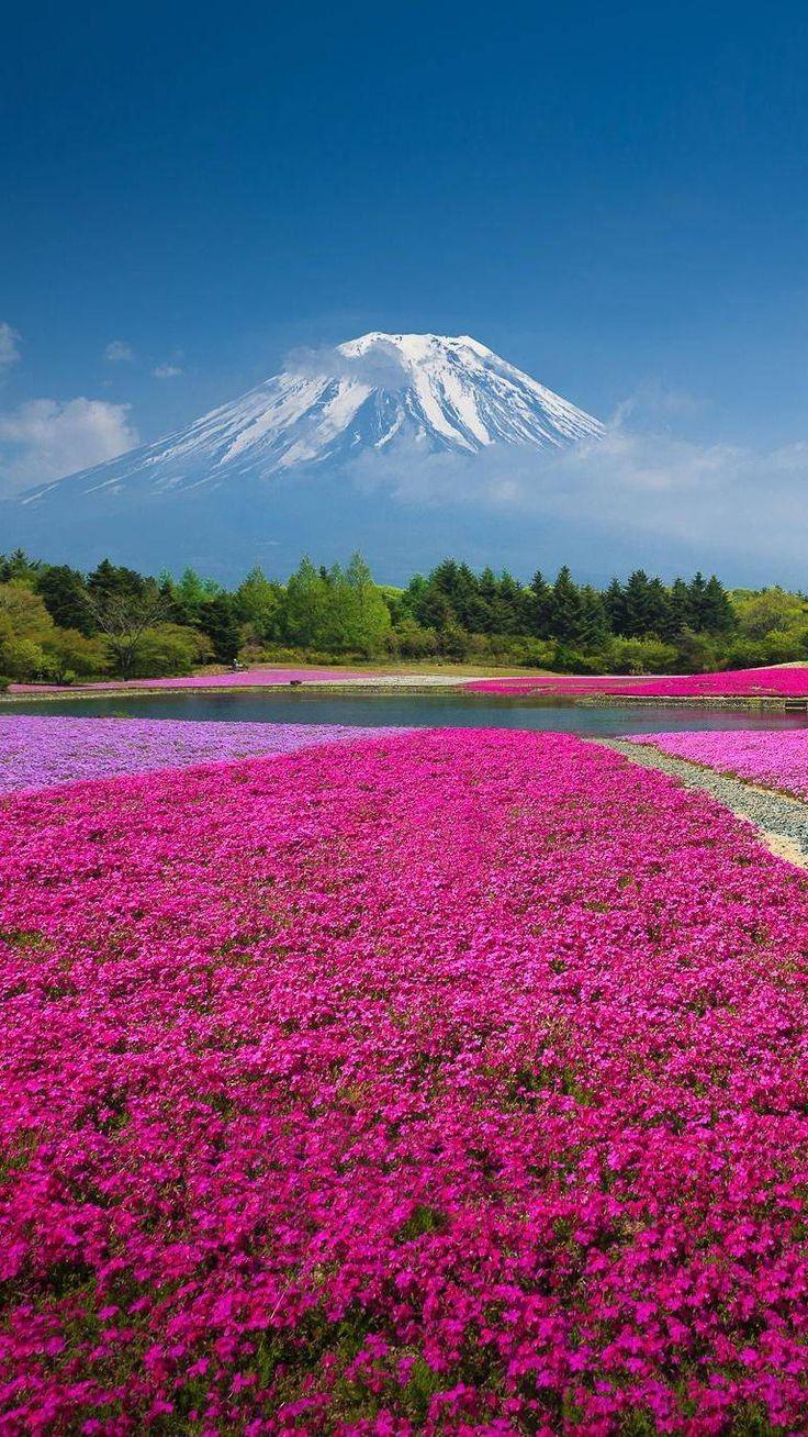 Japan Hokkaido Landscape Desktop Wallpaper Lavender Fields New 57