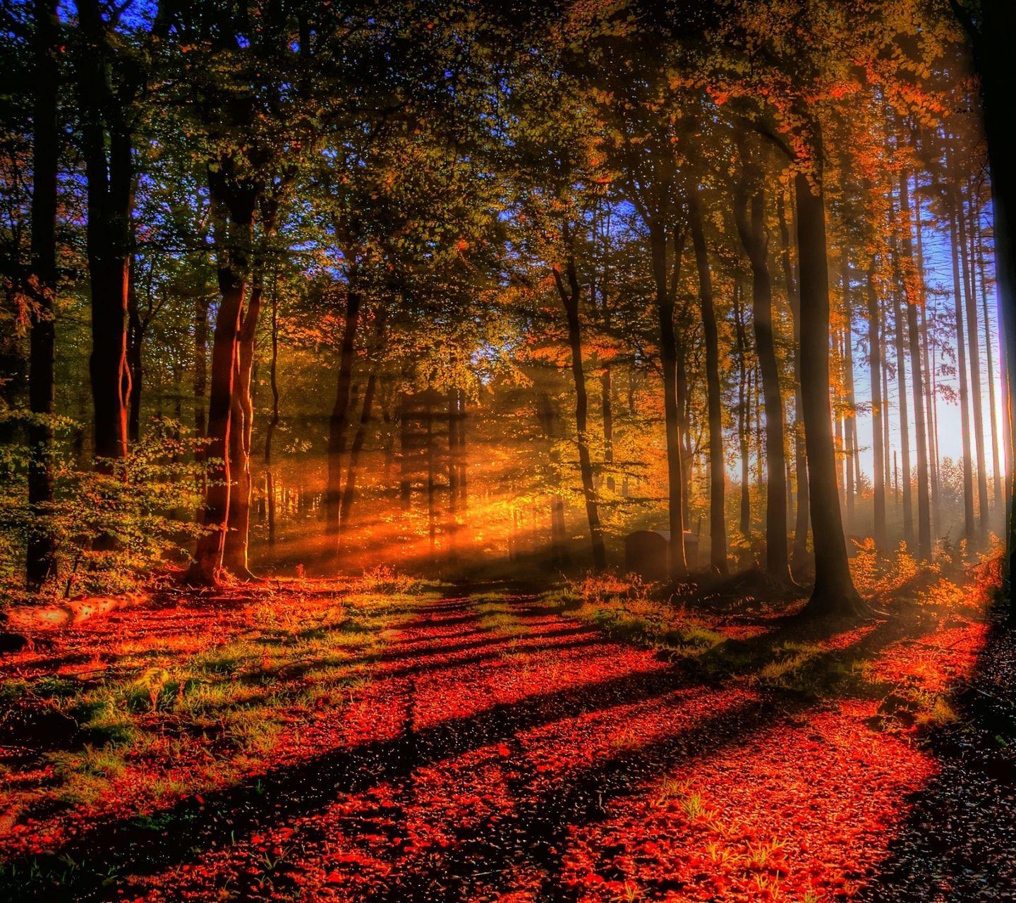 Earth Forest (1440x1280) Wallpaper