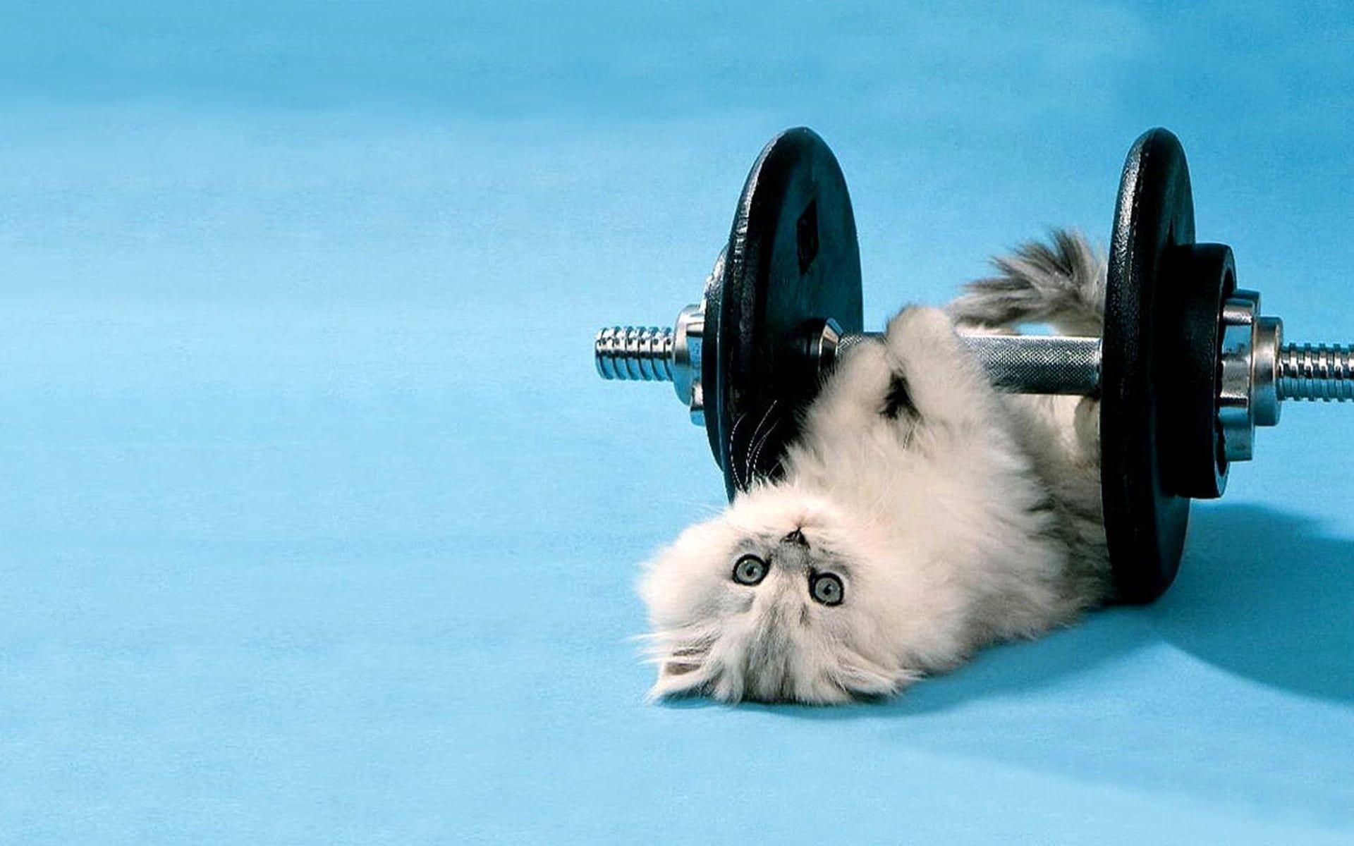 Gray persian kitten under black and silver dumbbell HD wallpaper