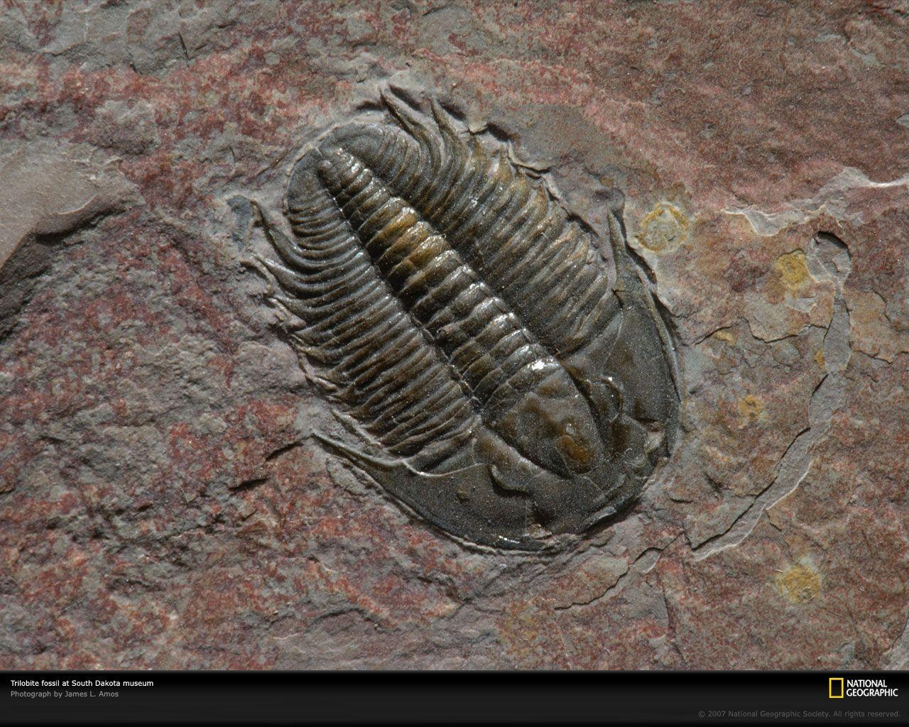 Fossil Wallpaper, HD Image Fossil Collection, GuoGuiyan Wallpaper