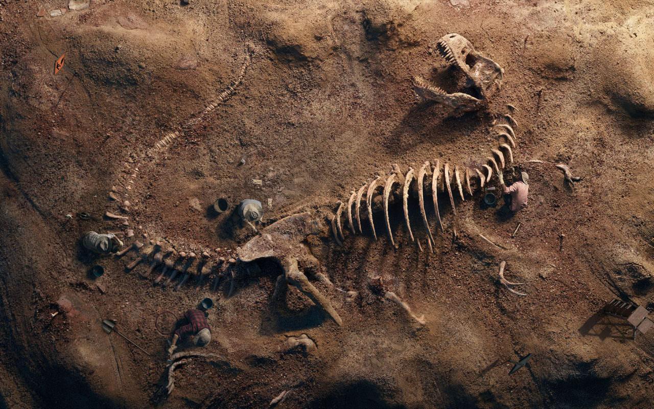 T Rex Fossil Wallpaper