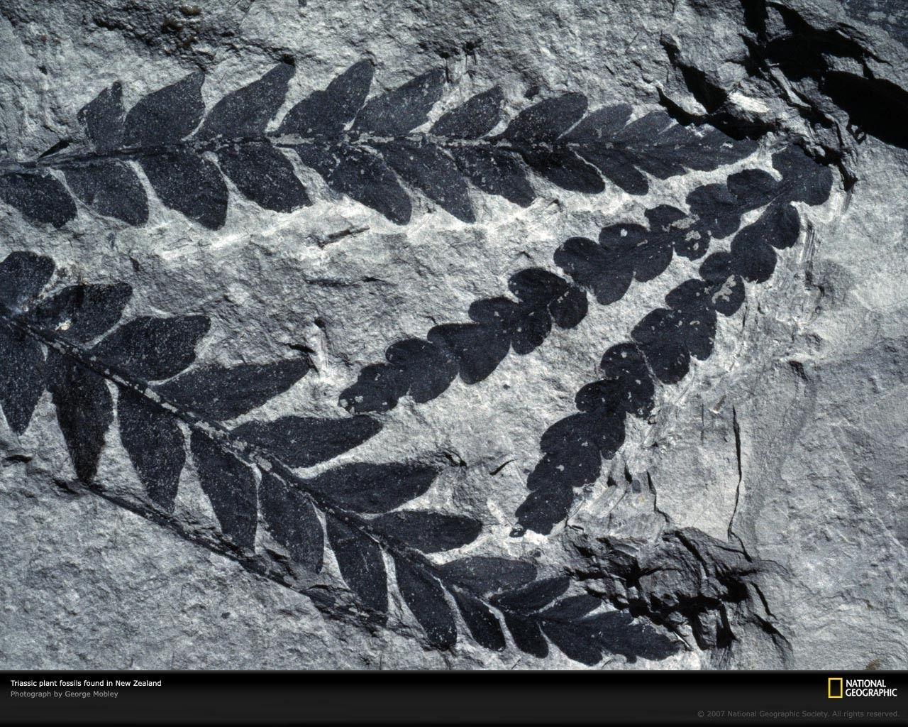 Wallpaper Tagged With Fossil: Paleontology Cool Dinosaurs