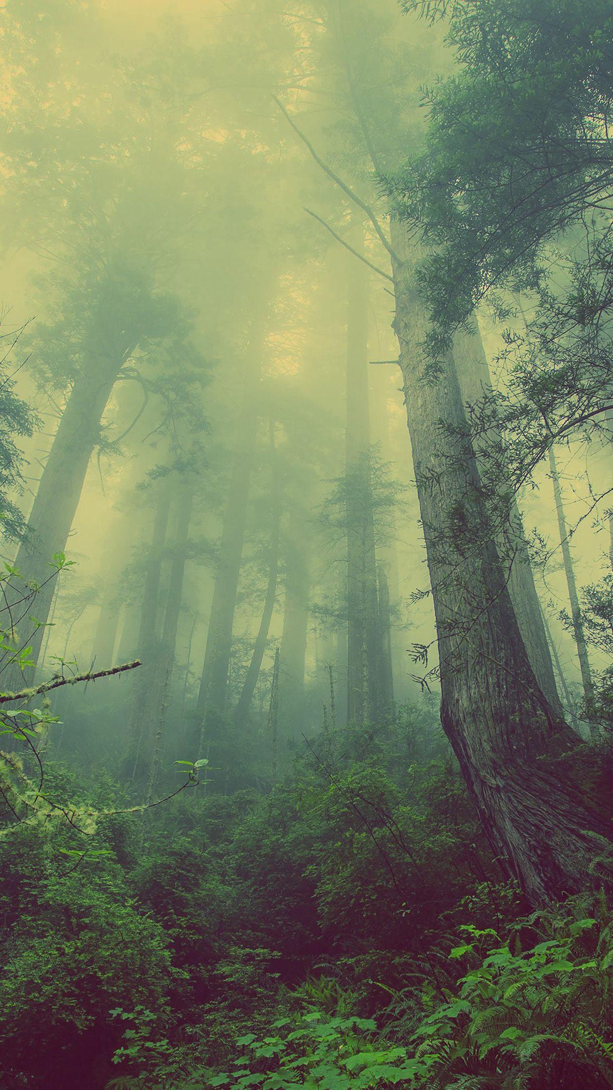 Foggy Gloomy Forest Eerie Android Wallpaper free download