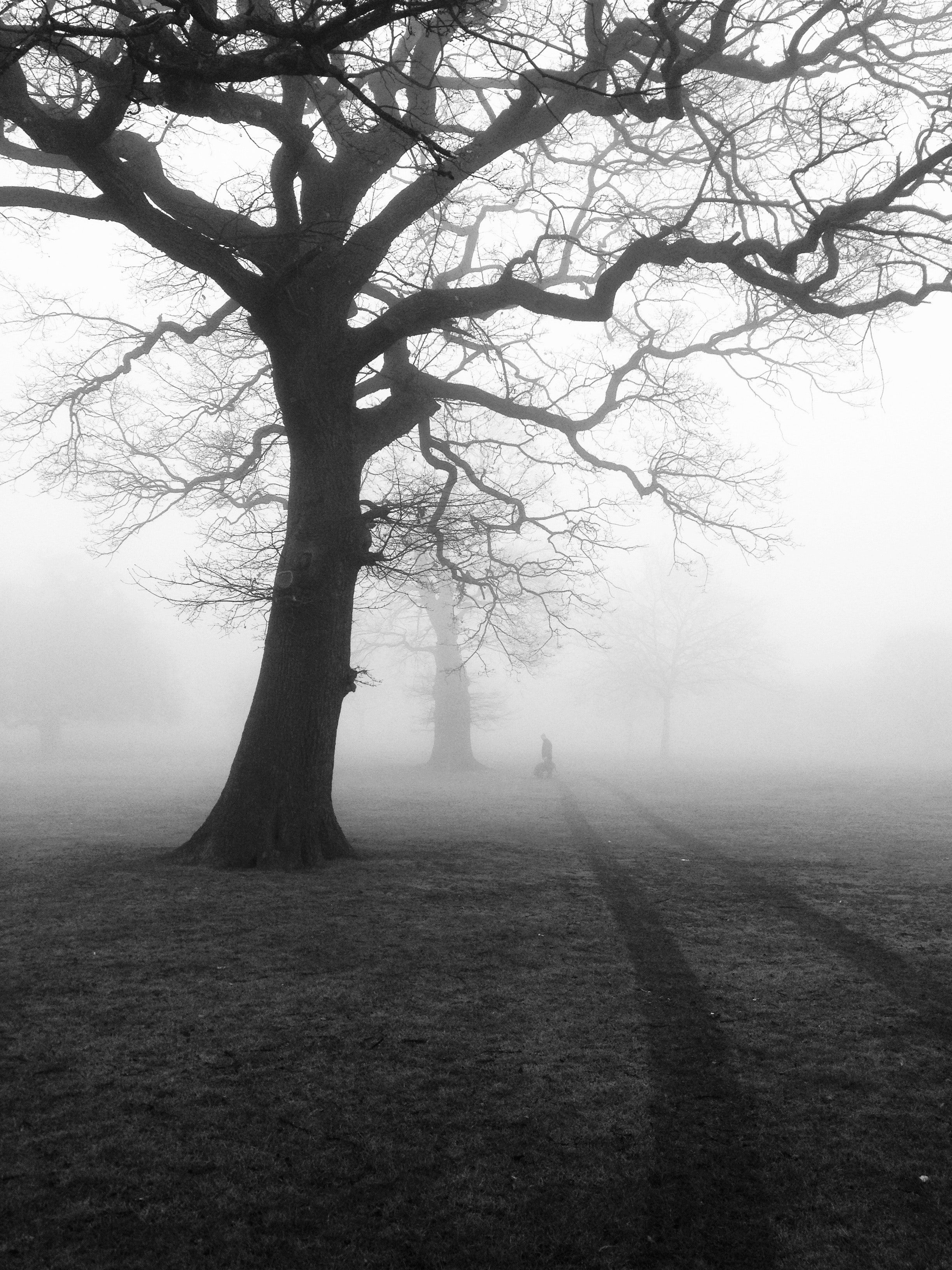Free Of Black And White, Eerie, Fog