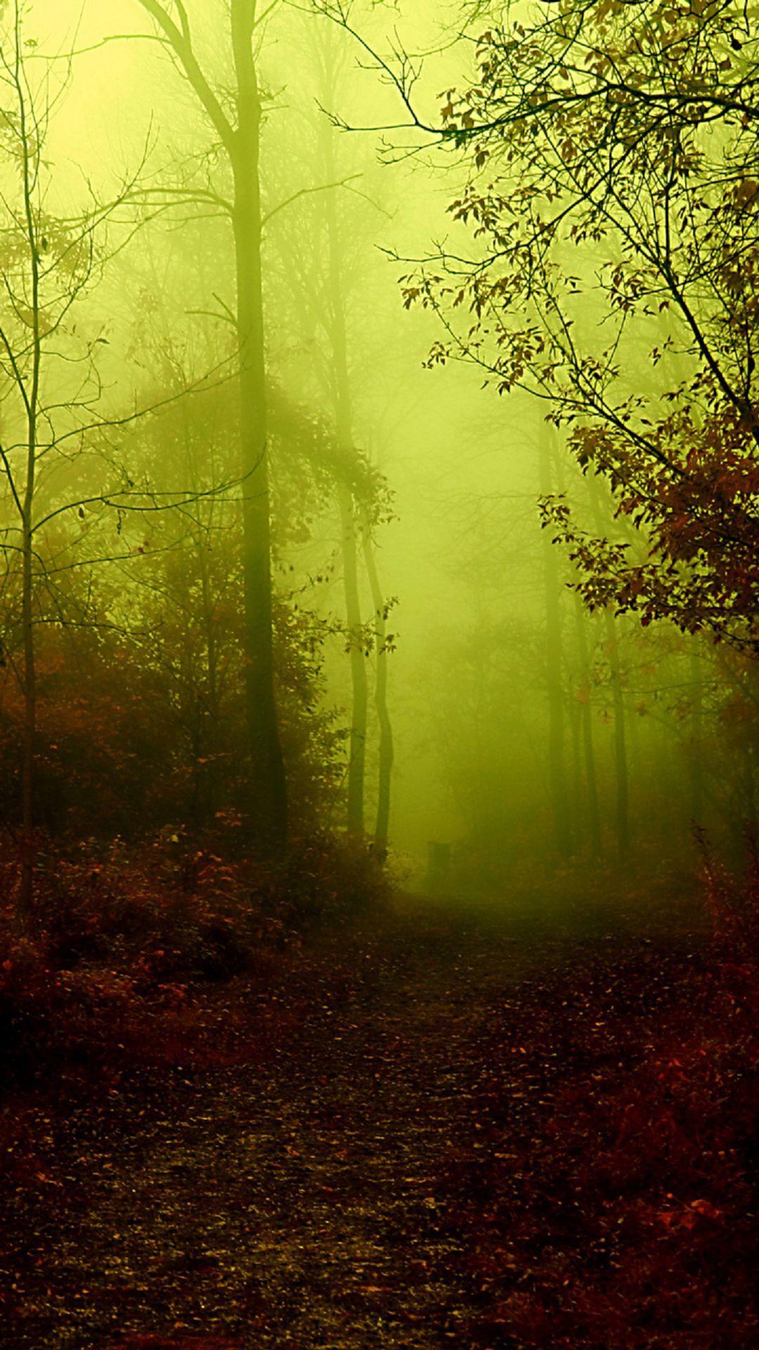 Eerie Forest Fog Android Wallpaper free download