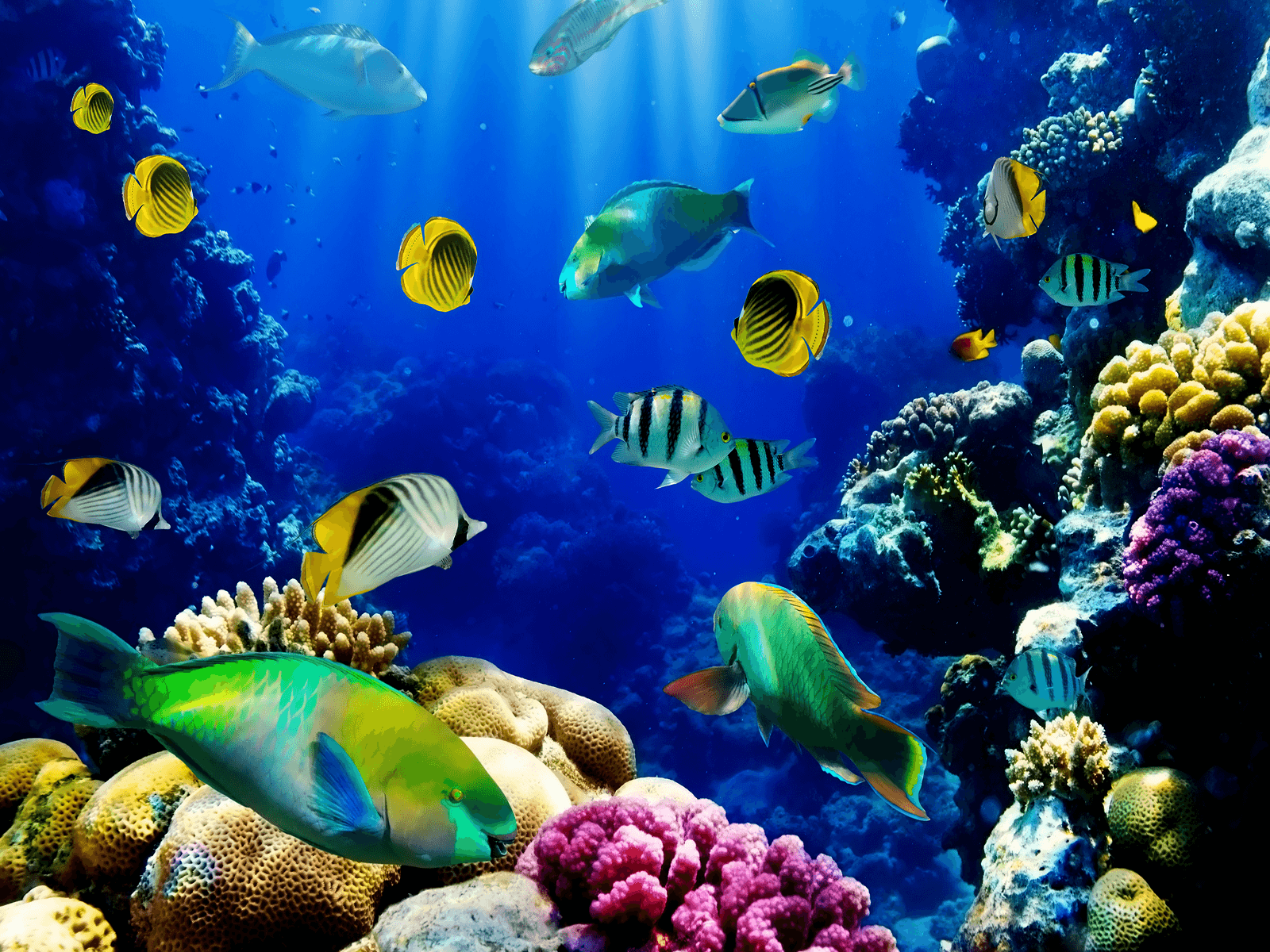 Amazingly Beautiful D Aquarium Live Wallpaper YouTube