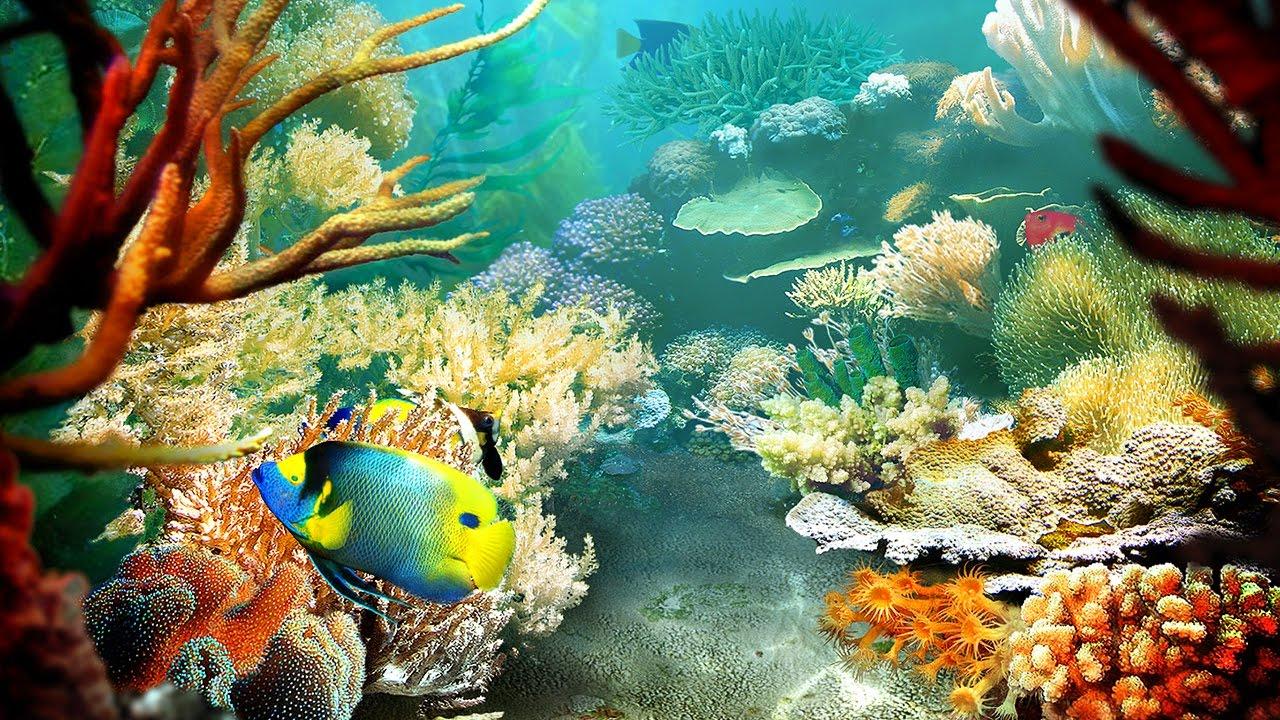 3d Wallpaper Live Fish Image Num 46