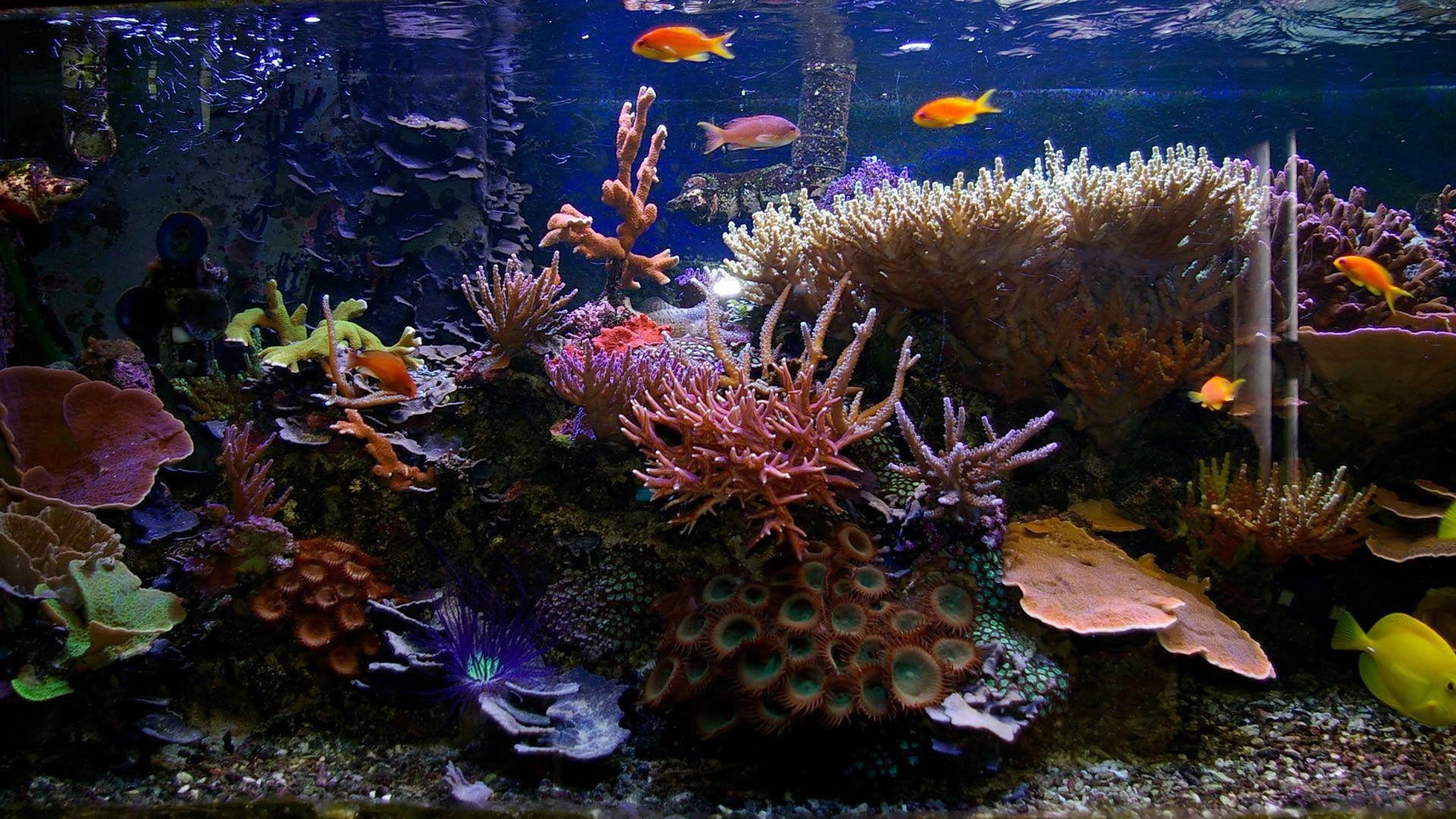 Fish tank wallpaper Gallery