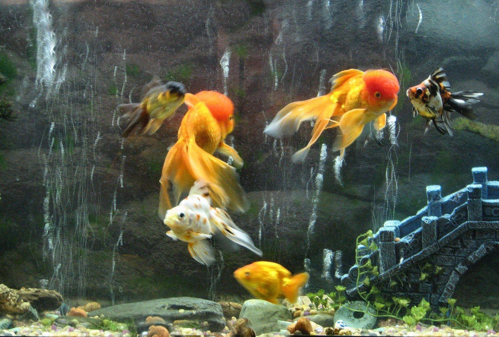 Fish Wallpaper HD