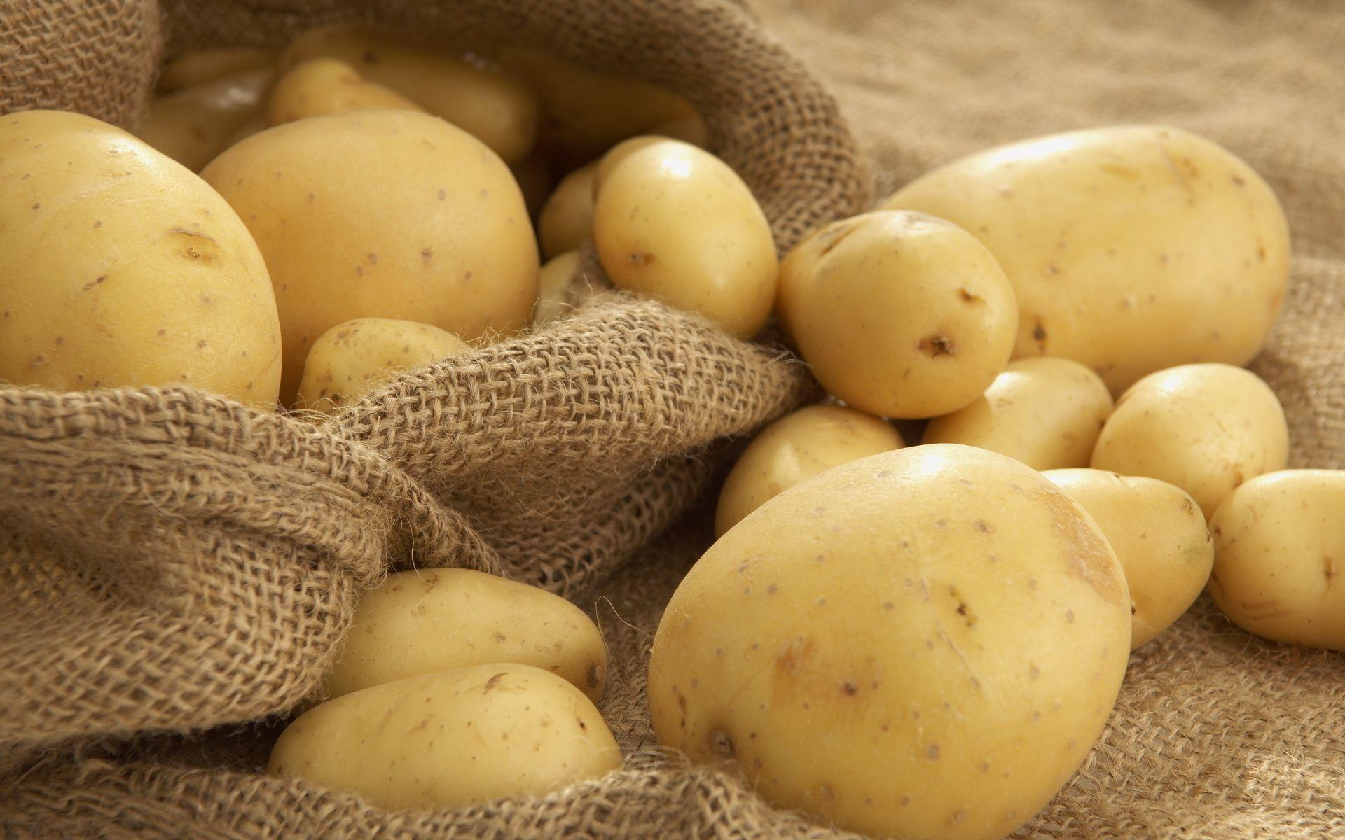 желтая картошка сорта фото