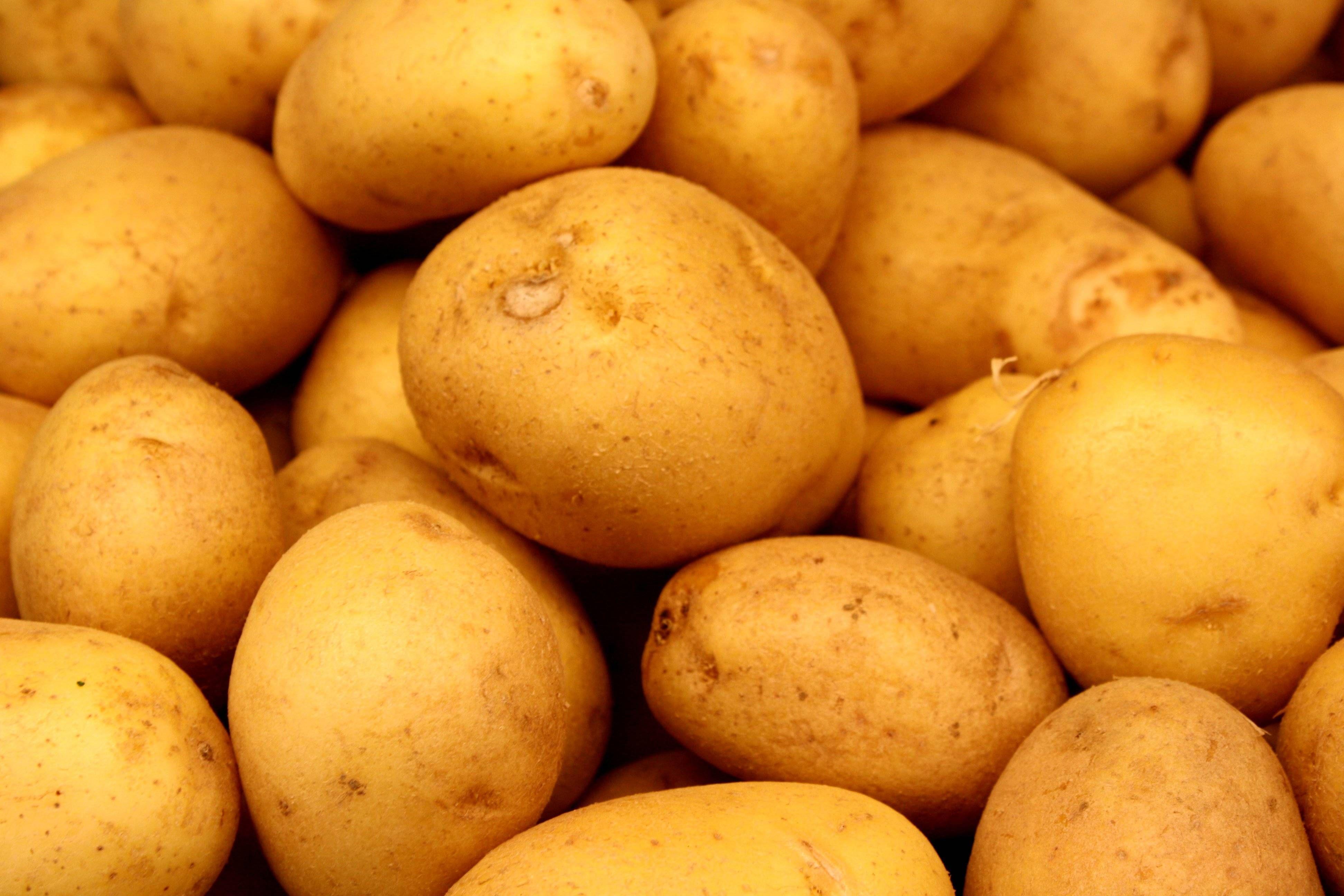 Are you looking for Potato HD Wallpaper? Download latest collection