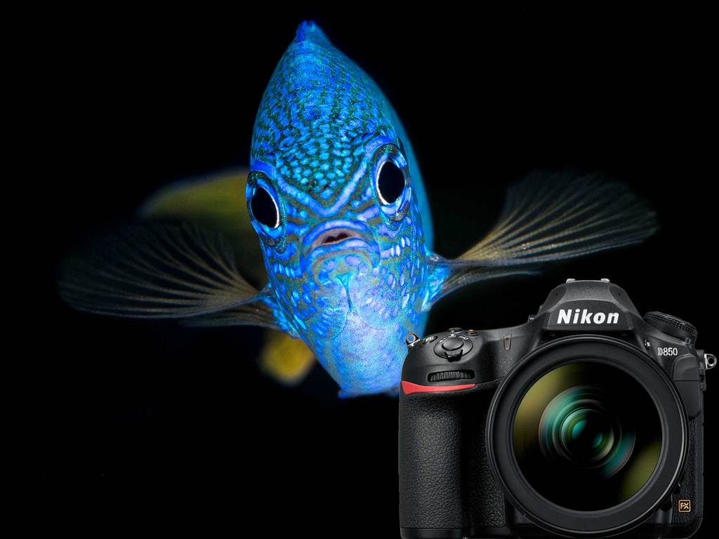 Nikon D850 Underwater Photo