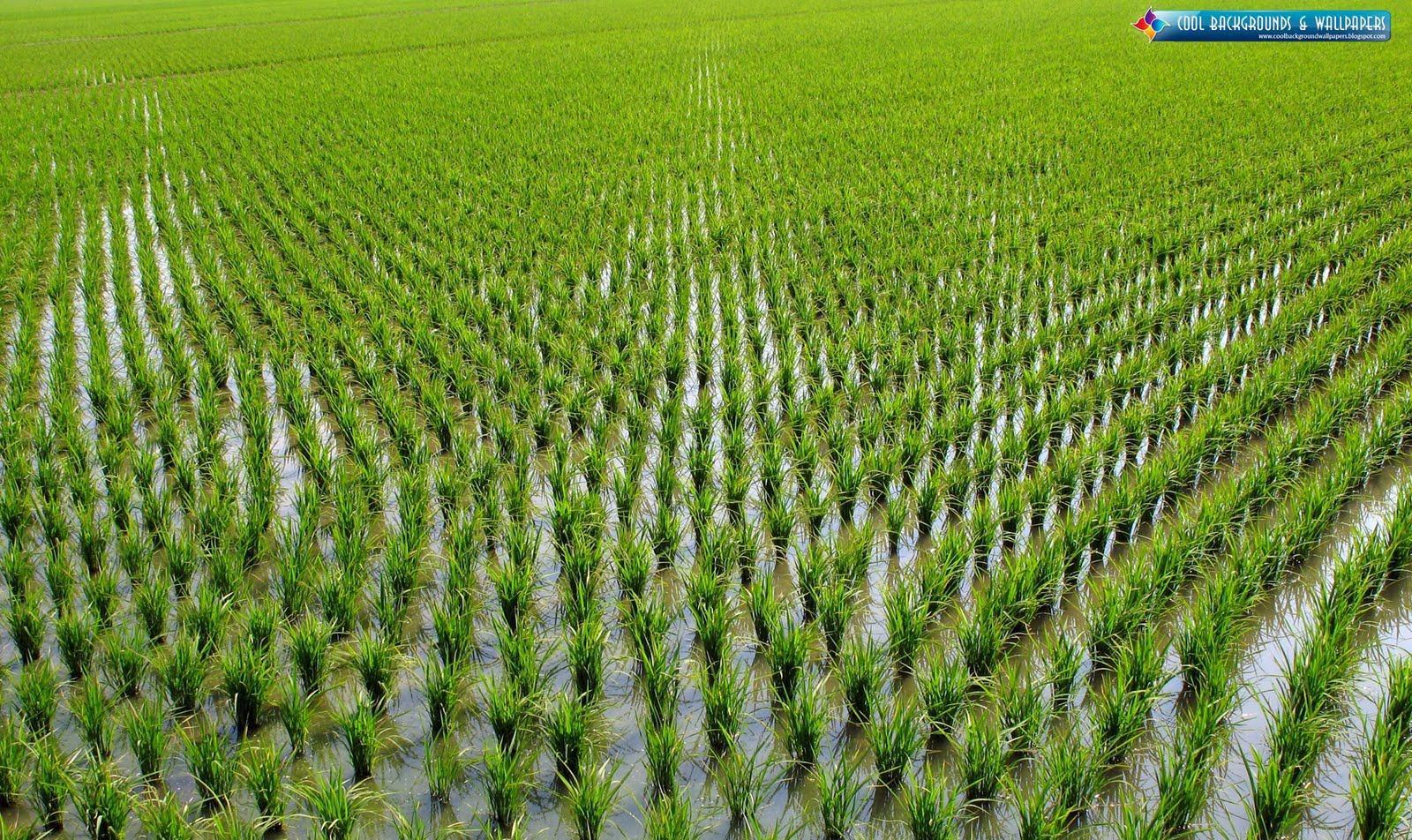 Adamawa Rice Farmers To Benefit From RIFAN CBN Project