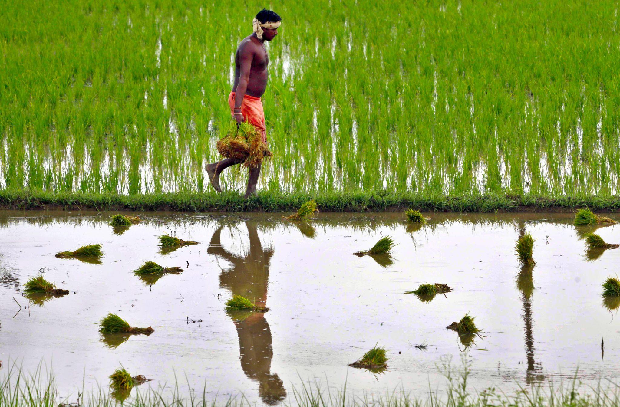 Report challenges 'myths' about Indian agriculture
