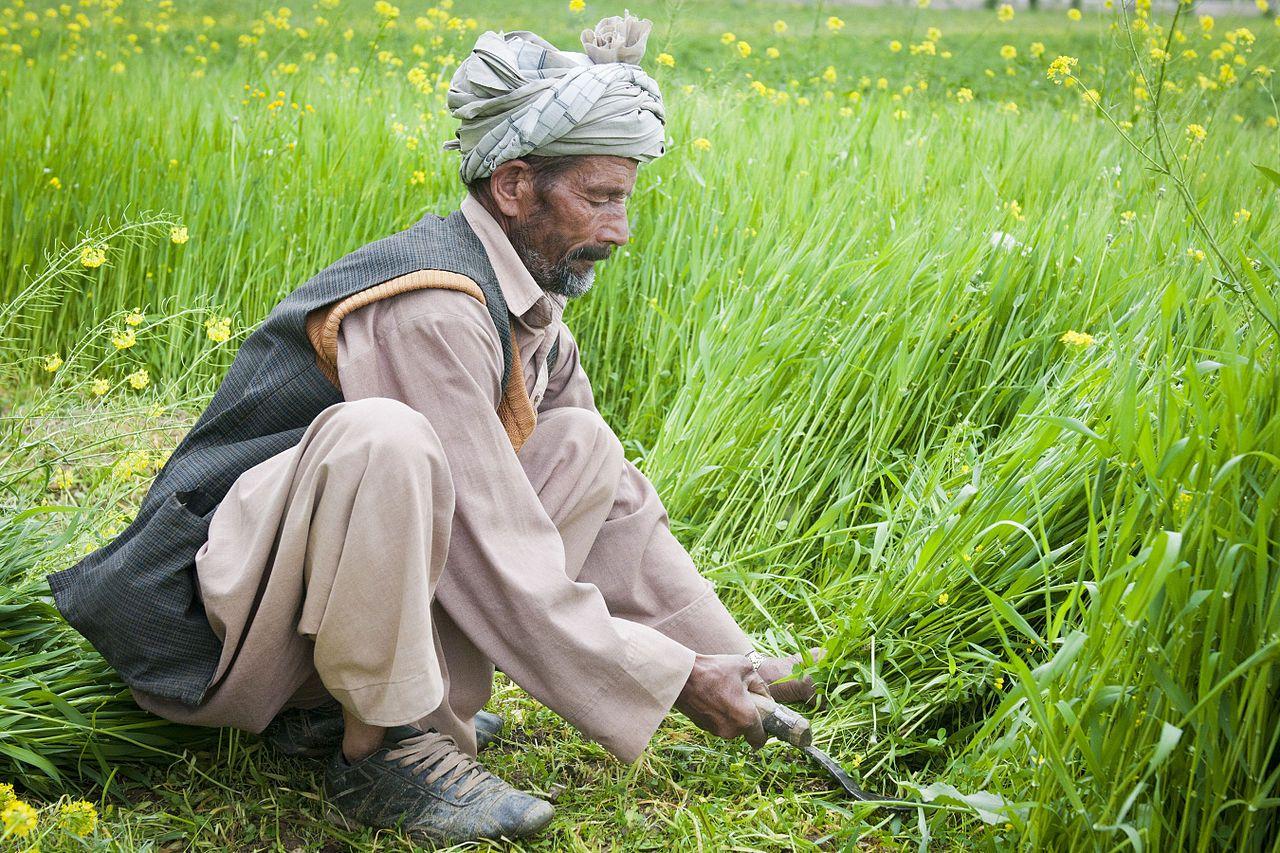 Afghan farmer in