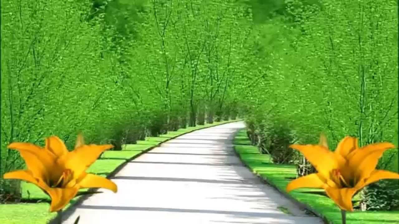 Best BG. Street View With Yellow Flowers Free Motion Background
