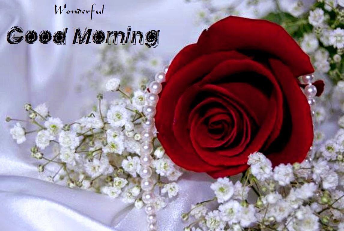 Good Morning Rose Wallpapers - Wallpaper Cave