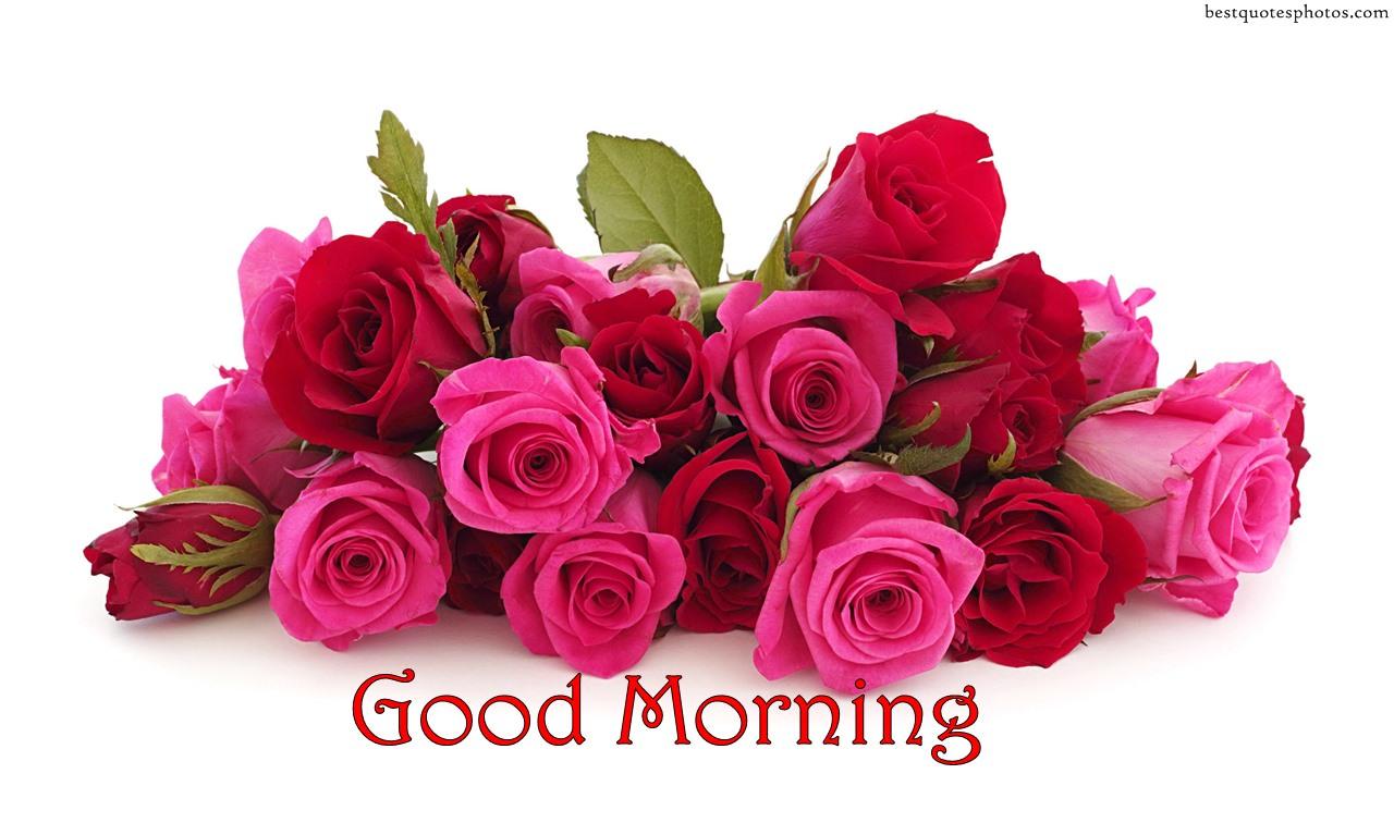 Good Morning Ka  Red Roses Wallpaper Download  MobCup