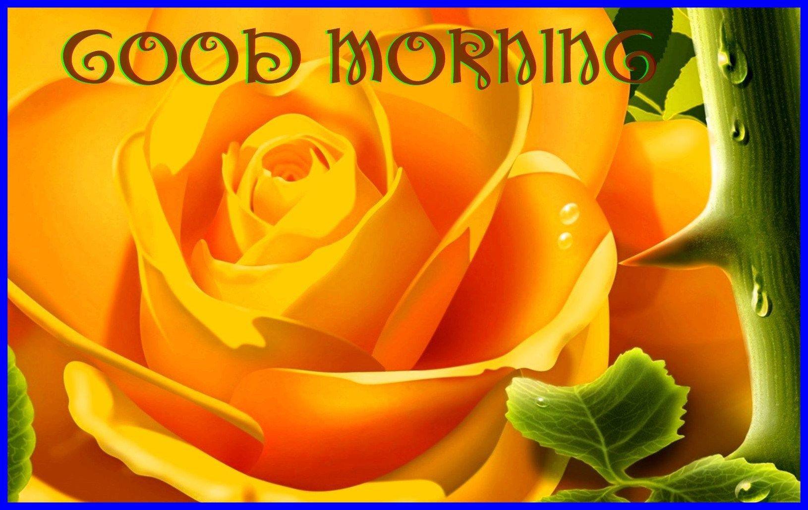 good morning rose HD Path Decorations Picture. Full Path Decoration