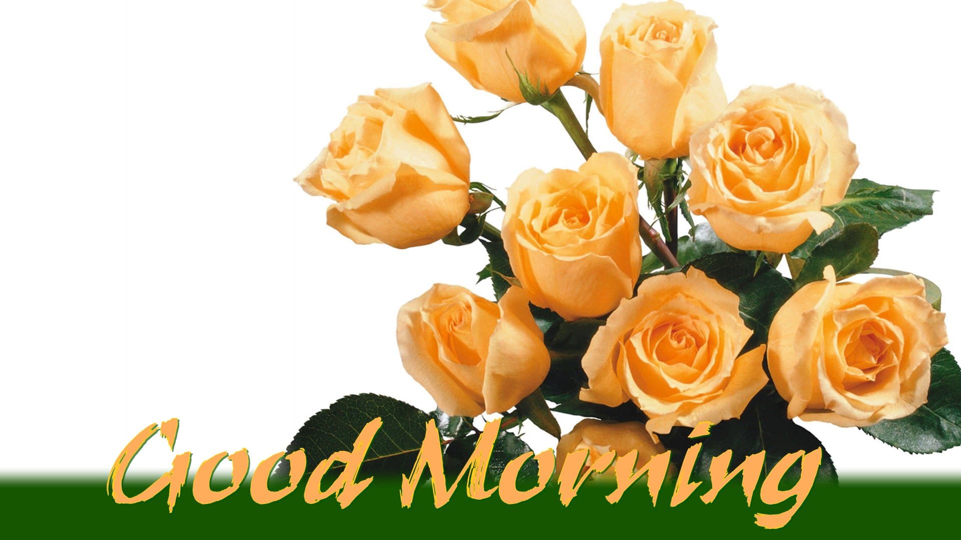 Good Morning Rose Flower Wish Friends Pics Mojly Image Good Morning