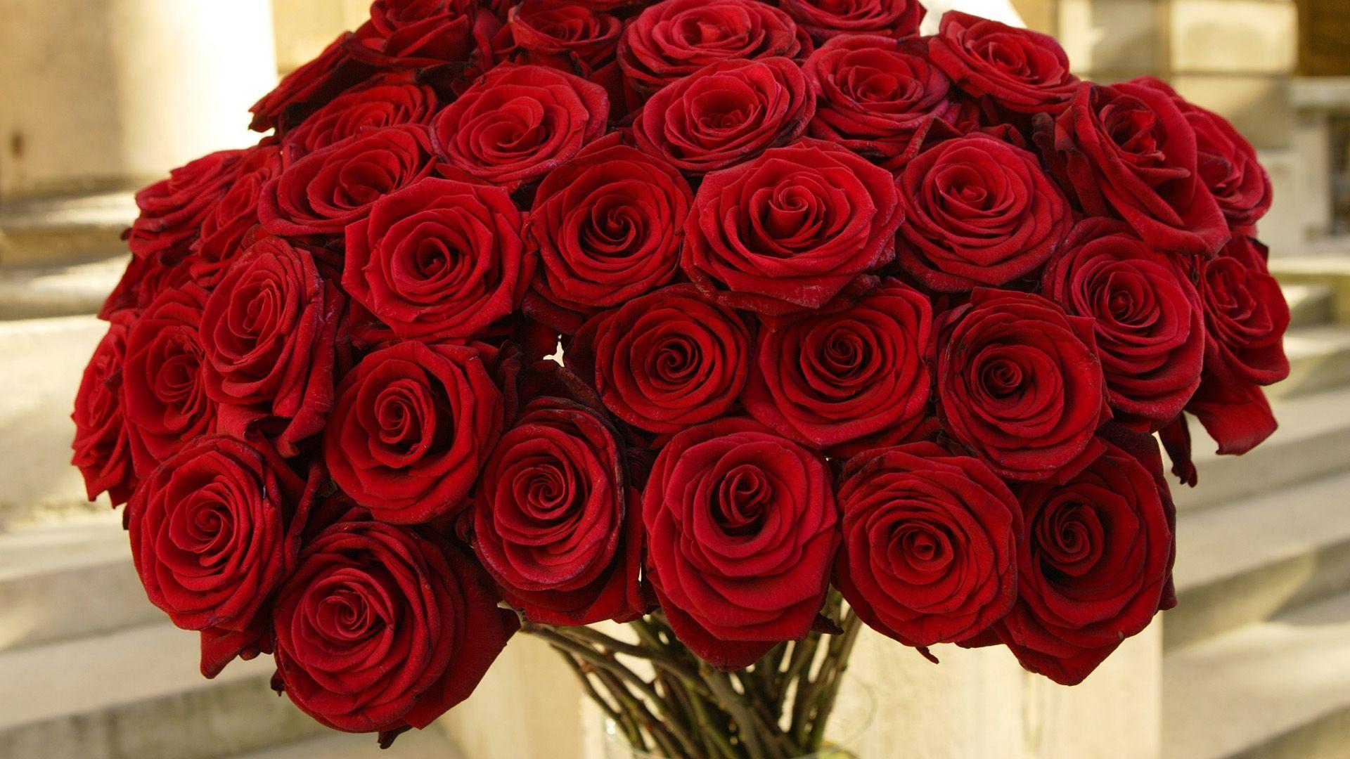 Red Roses Wallpaper. Flowers. Red roses and Flowers