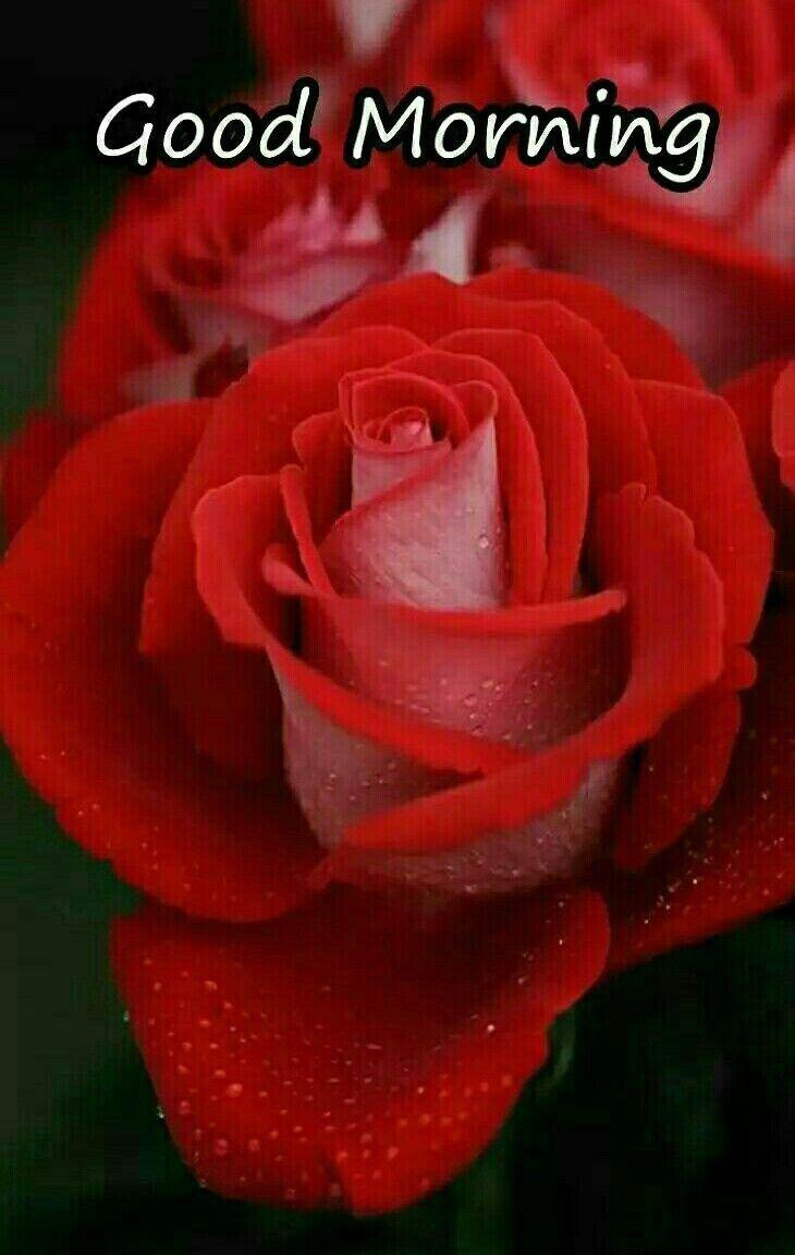 good morning rose image good night Path Decorations Picture