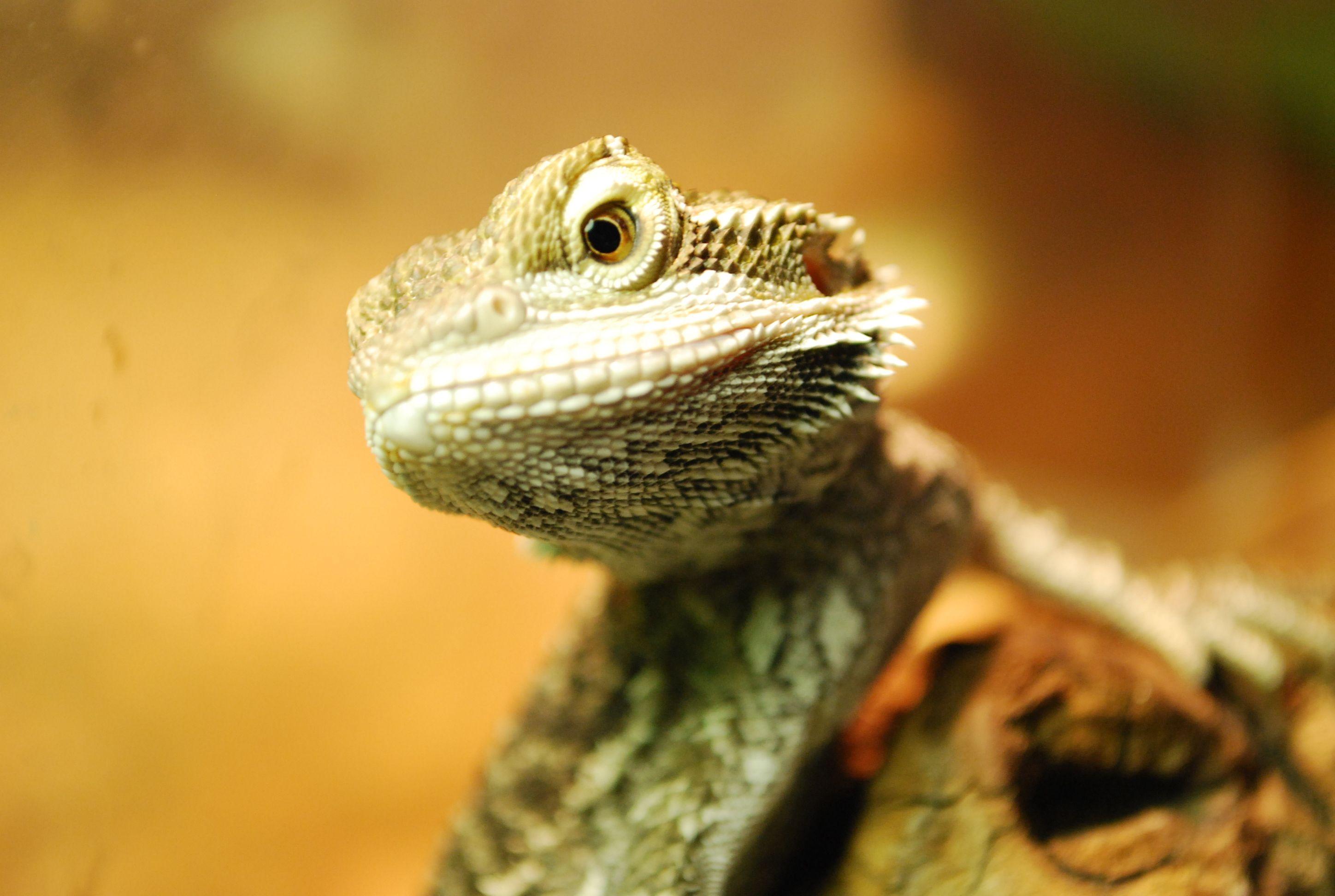 Bearded Dragons Wallpapers  Wallpaper Cave
