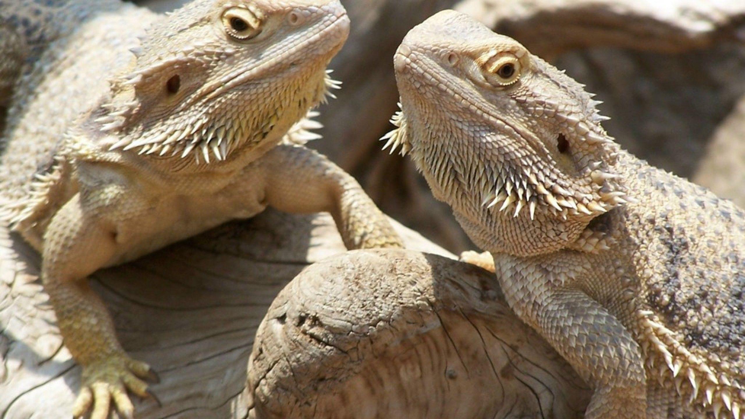 lizards image Bearded Dragons HD wallpaper and background photo