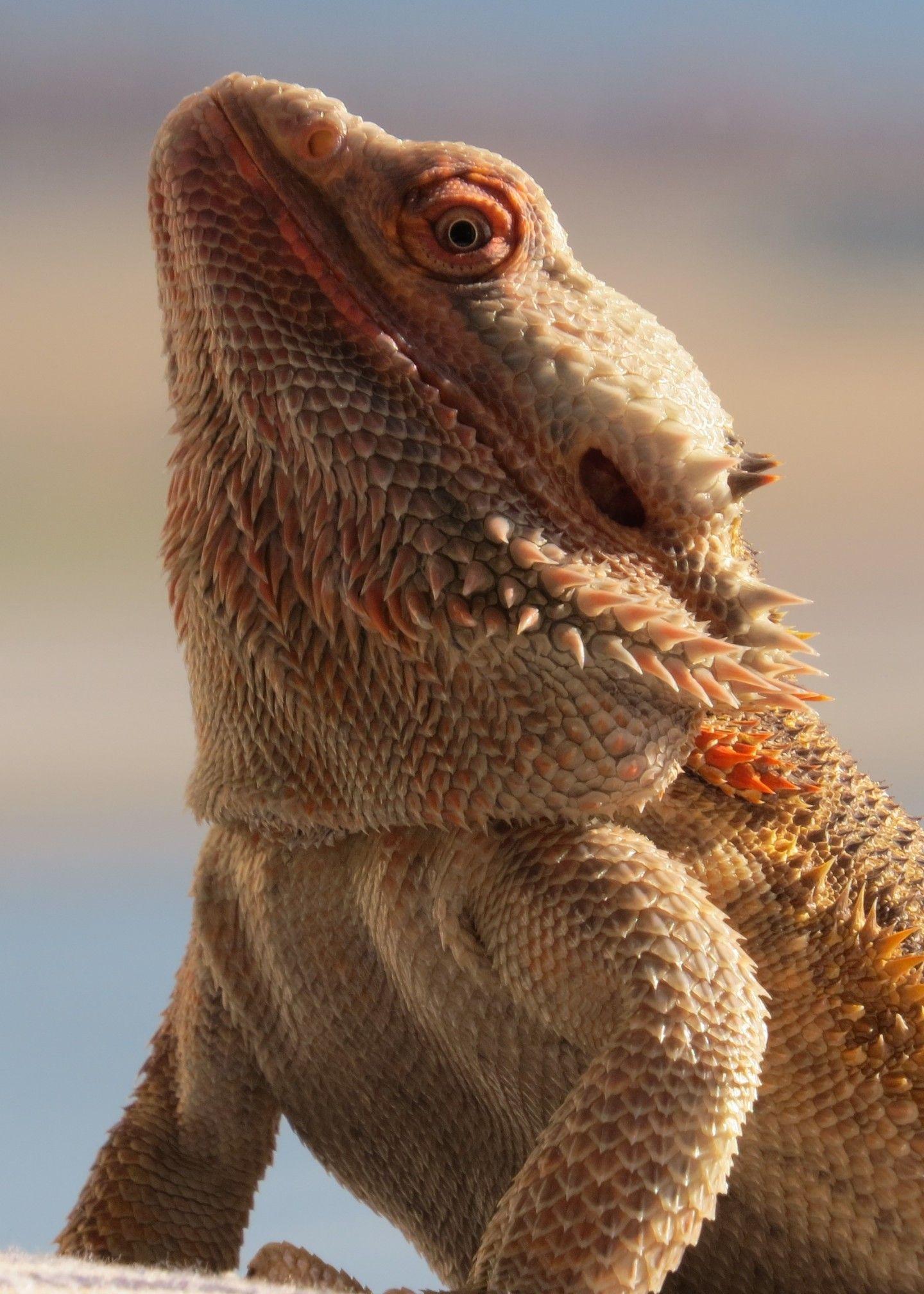 Download 1440x2016 Central Bearded Dragon, Scary, Reptile, Lizard