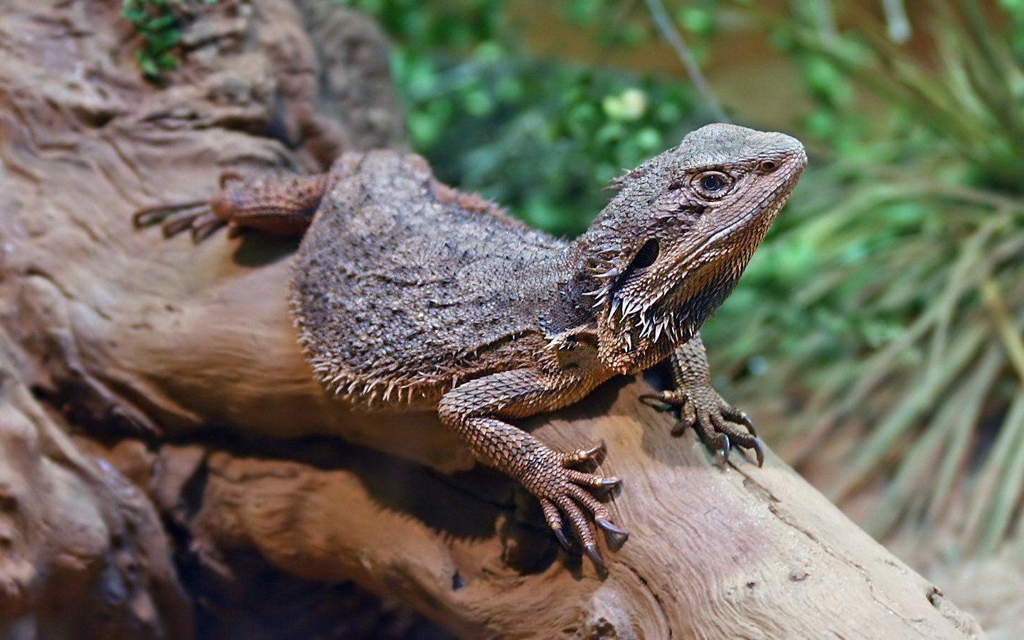 Eastern Bearded Dragon Wallpaper and Background Imagex900