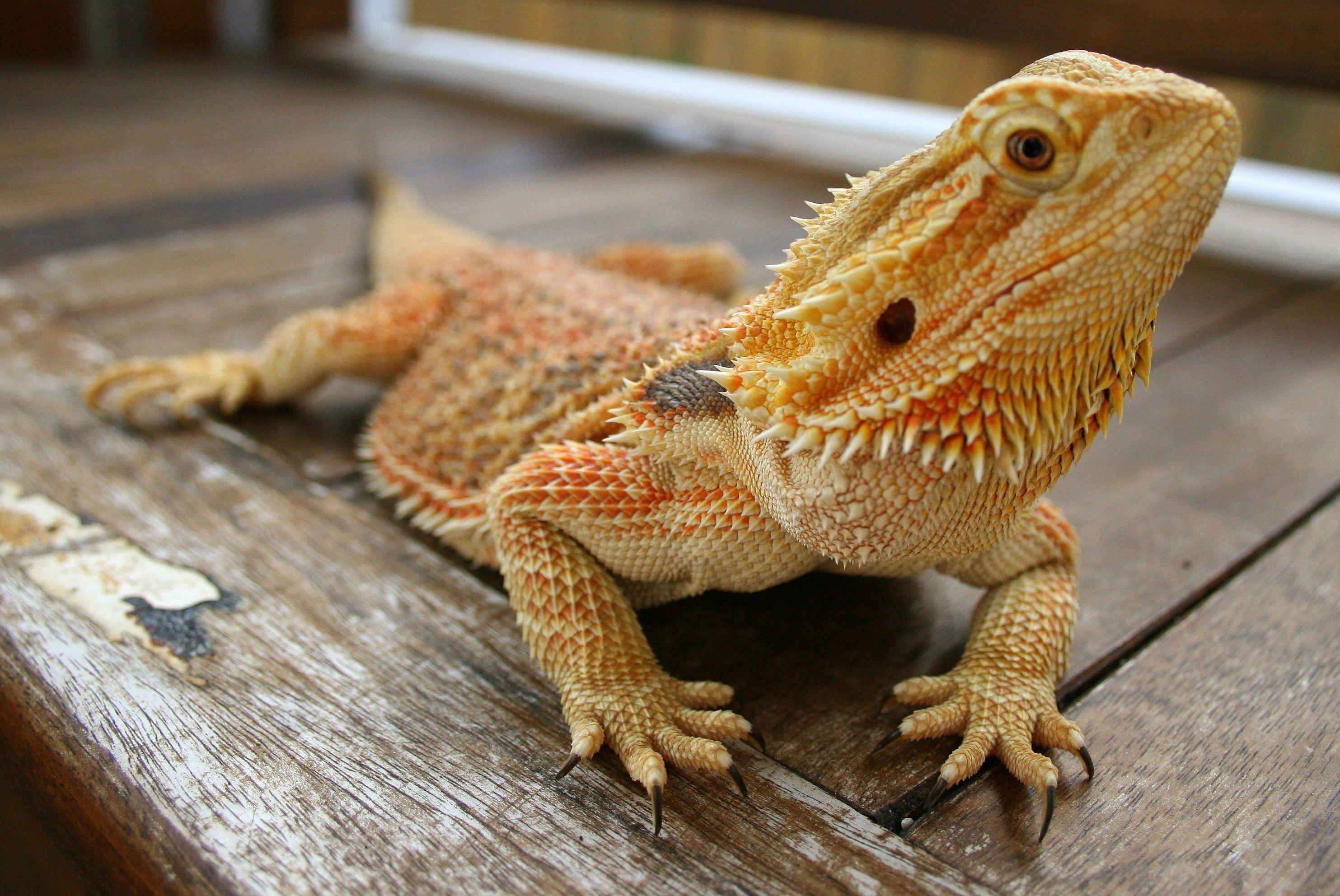Bearded Dragon Wallpaper background picture