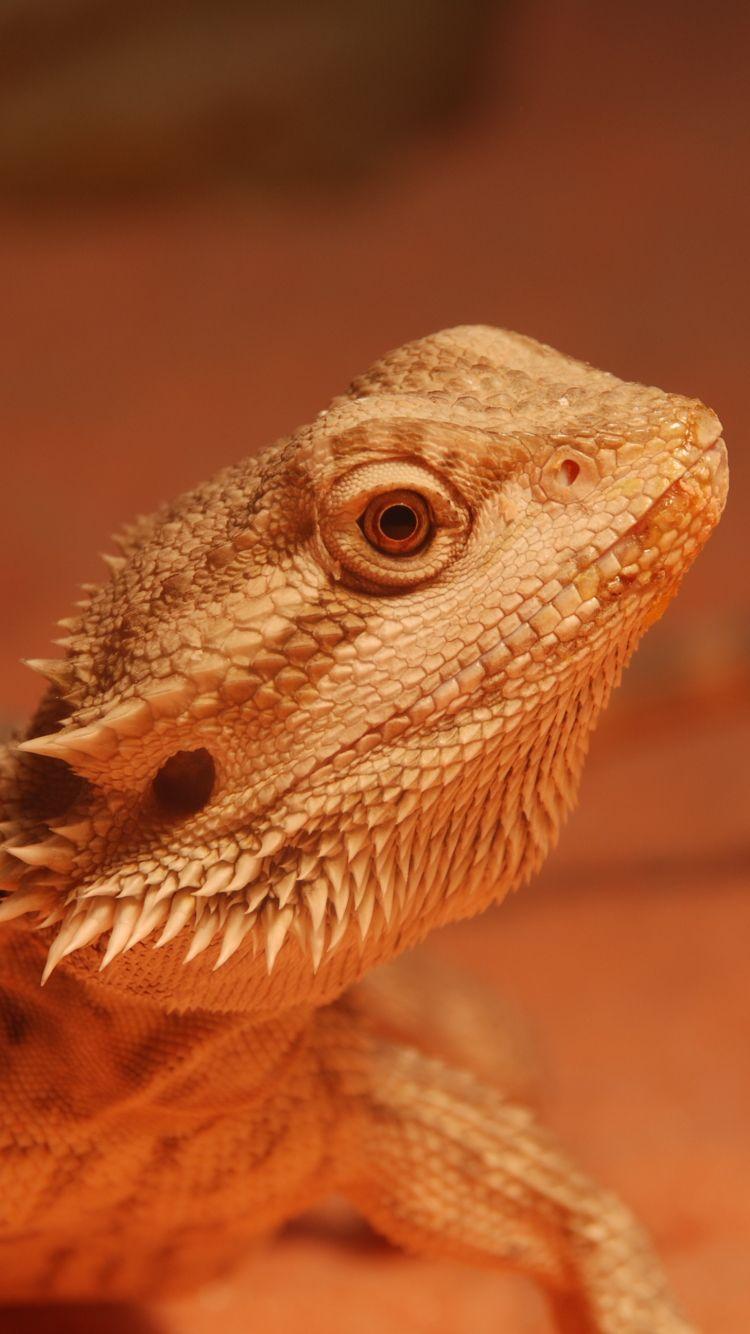 Bearded Dragons Wallpapers - Wallpaper Cave