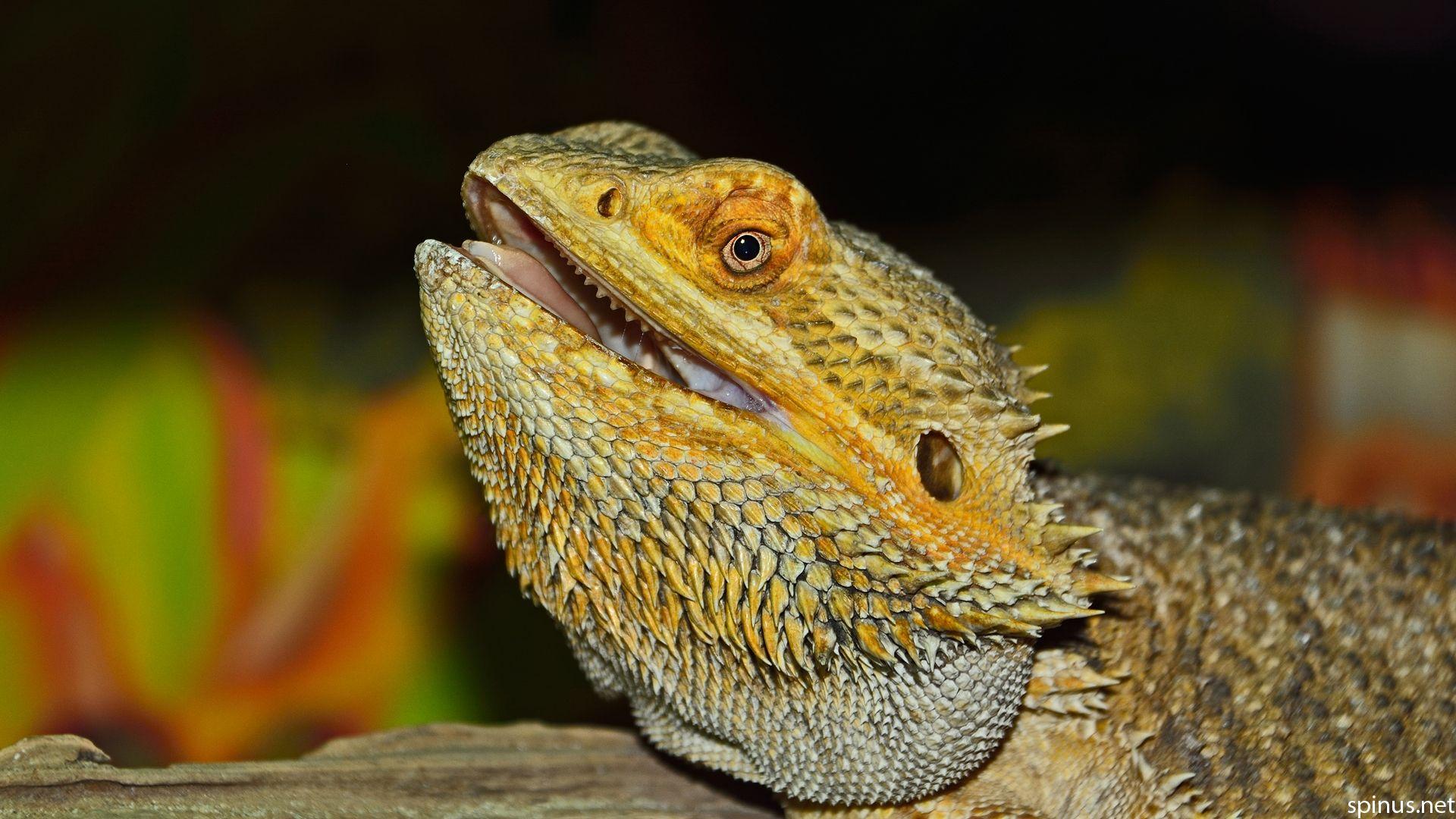 Central bearded dragon. Pogona vitticeps. Spinus Nature Photography