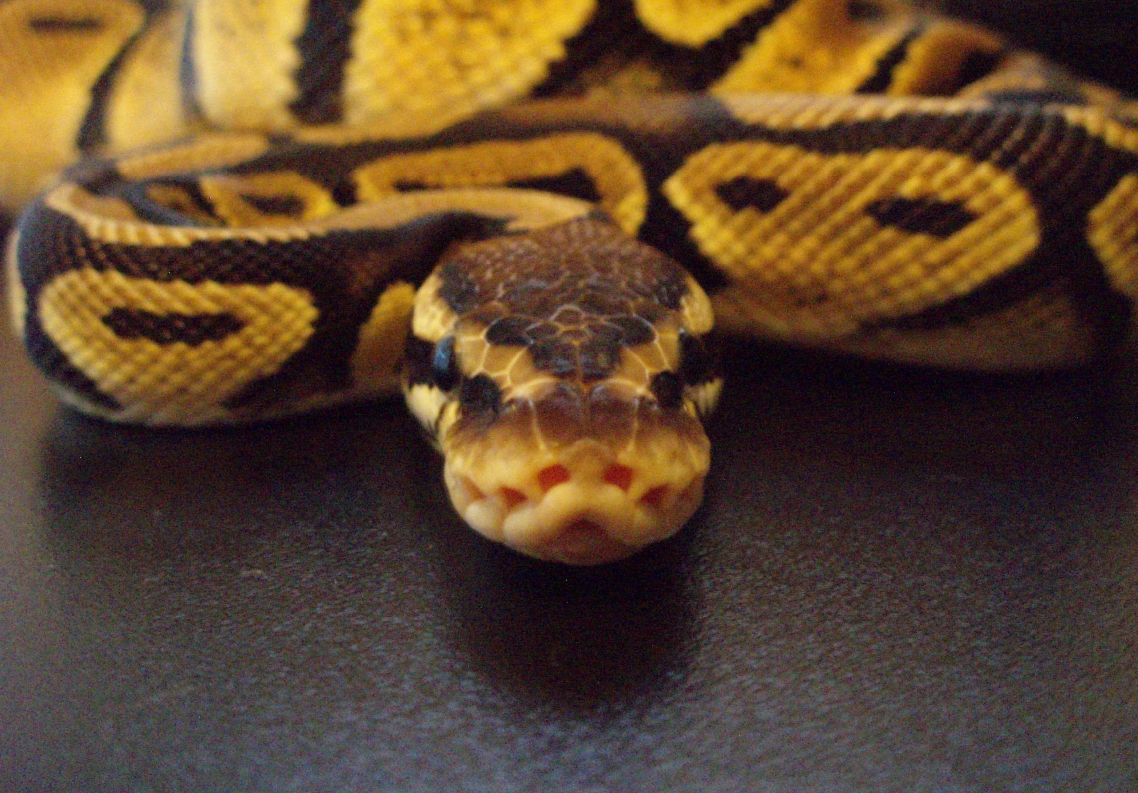 Snake Ball Python Wallpaper Hd_