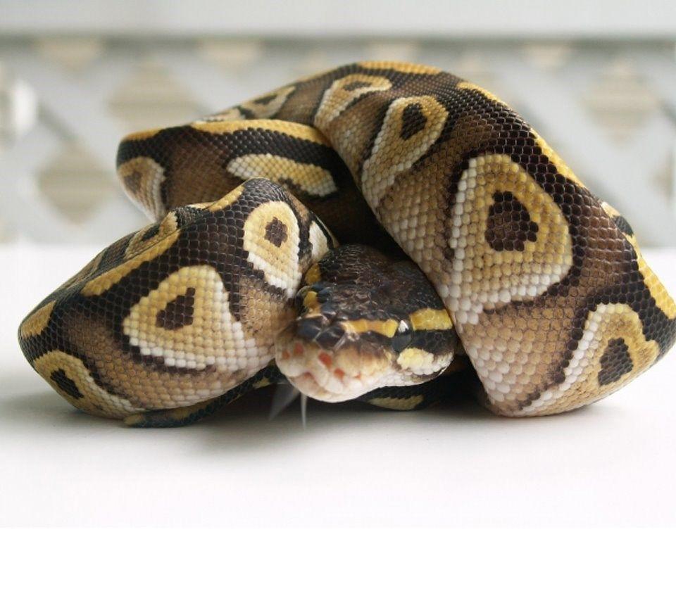 Ball Python Wallpaper HD Wallpaper Background Of Your Choice
