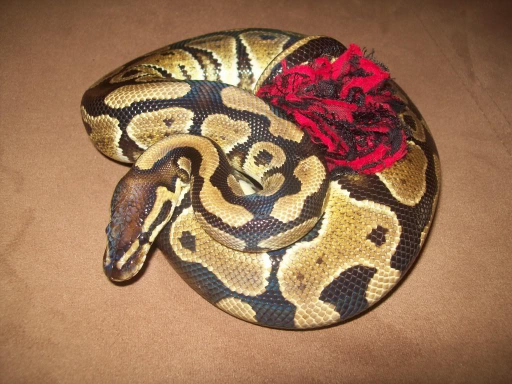 Baby Ball Pythons HD Wallpaper, Background Image