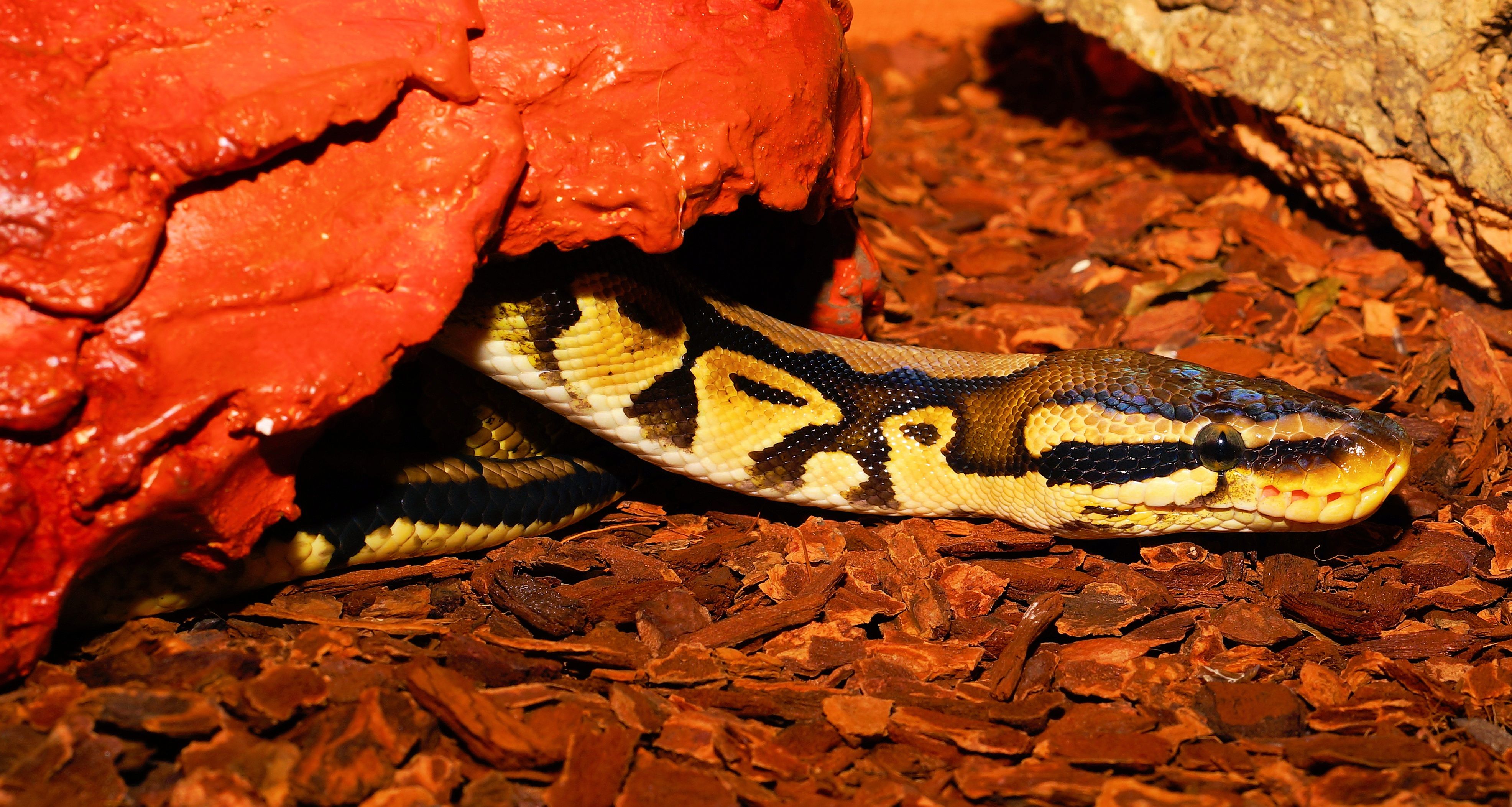 Ball Python, also known as the Royal Python Full HD Wallpaper