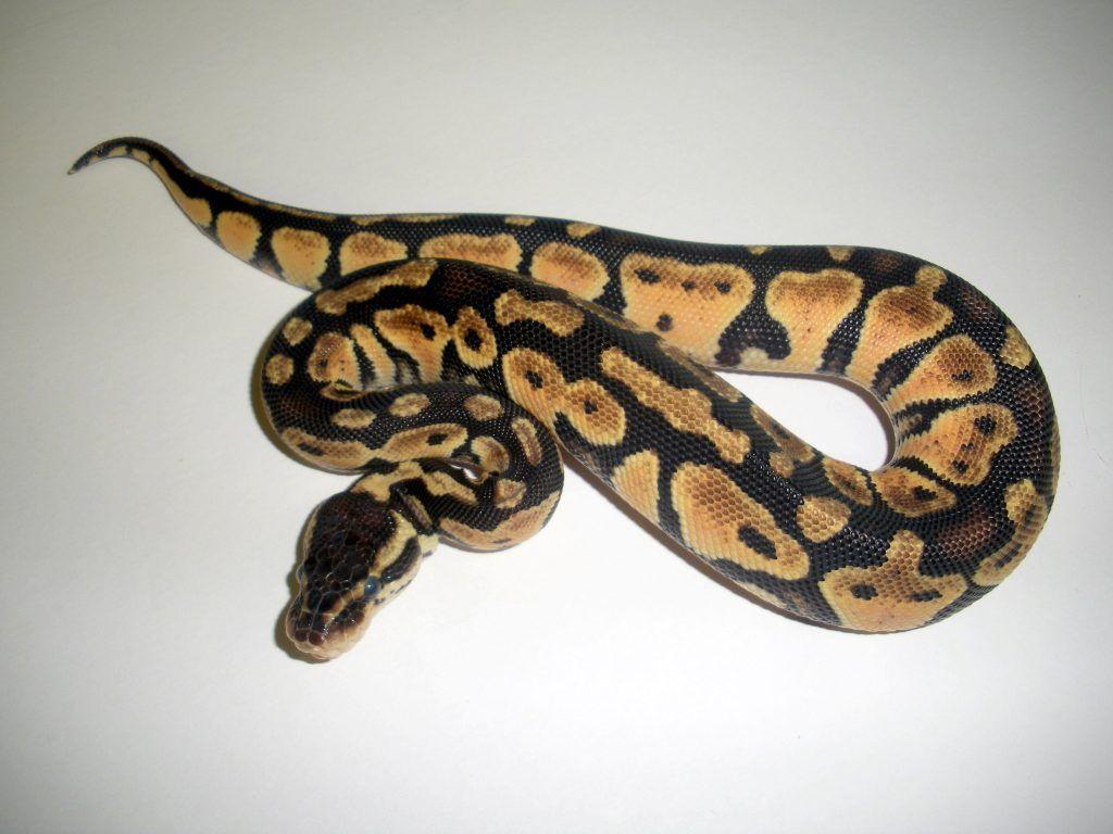 desktop HD ball python snake picture