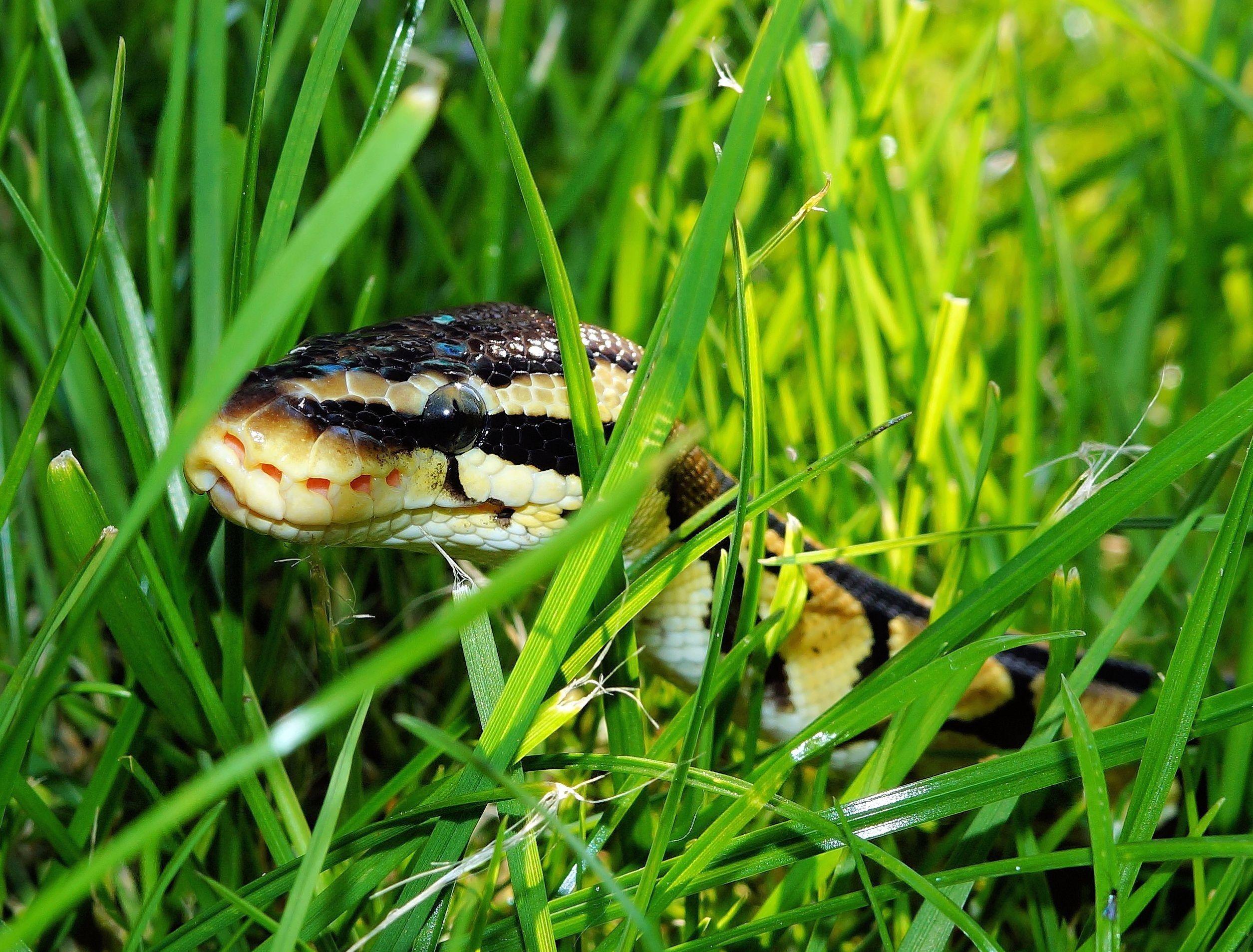 snake #ball python #garden #camouflage #foraging wallpaper