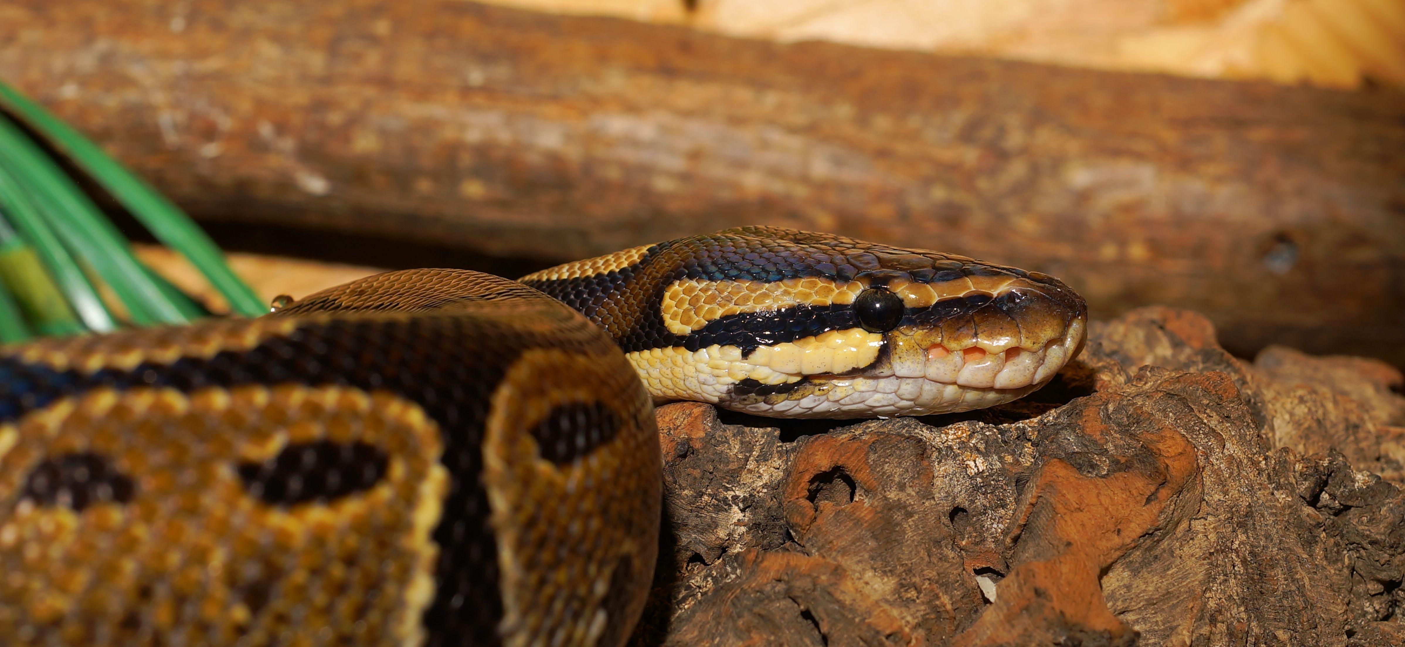The ball python, also known as the Royal Python 4k Ultra HD
