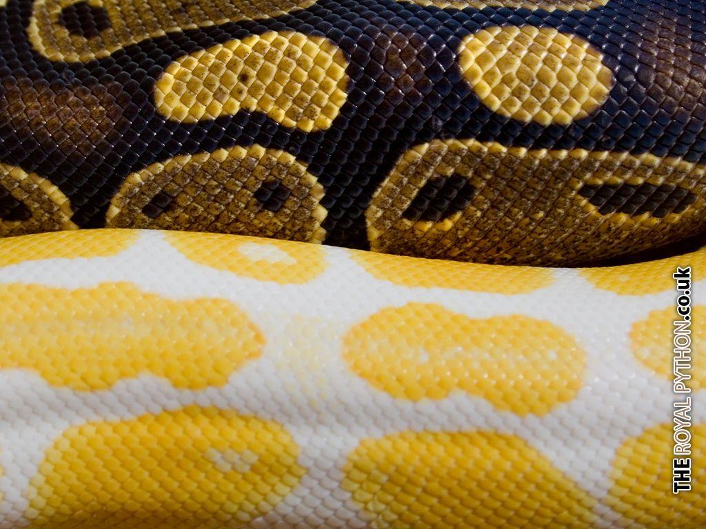 Royal Python Downloads Royal Python.co.uk Python Care