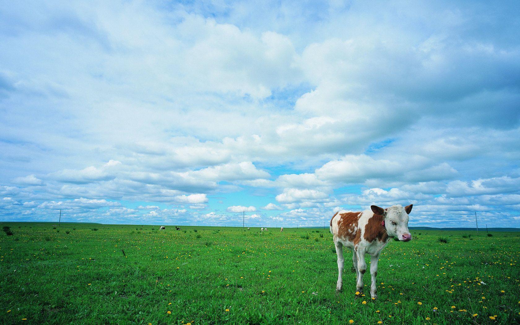 Pasture scenery of vast grassland 23056 landscape