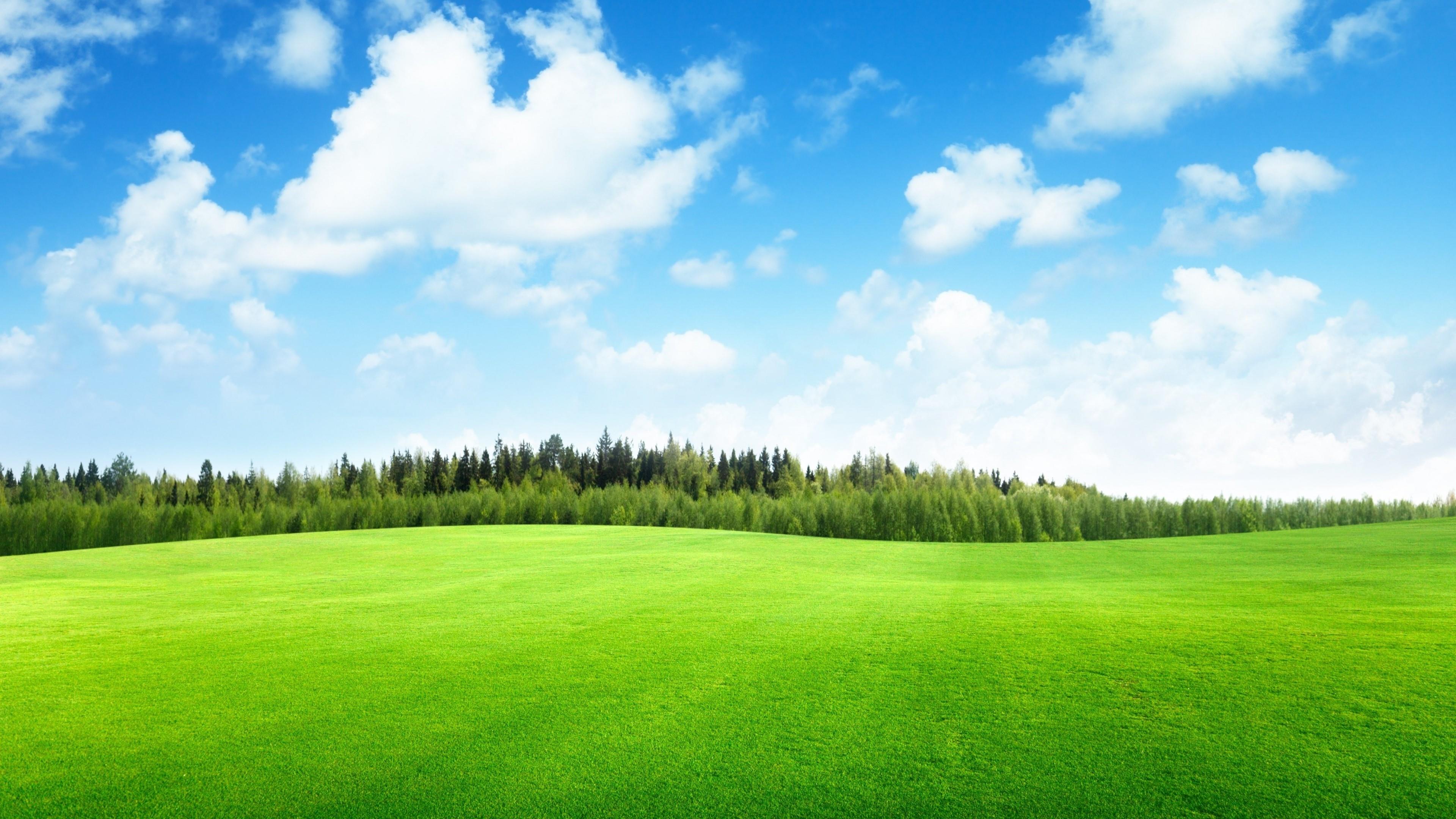 Field Of Grass Wallpaper. Wallpaper Studio 10. Tens of thousands