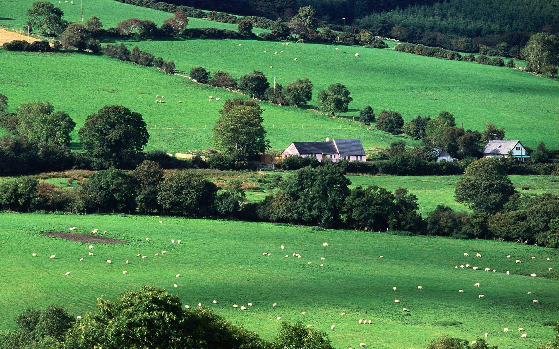 Pasture Ireland Countryside wallpaper
