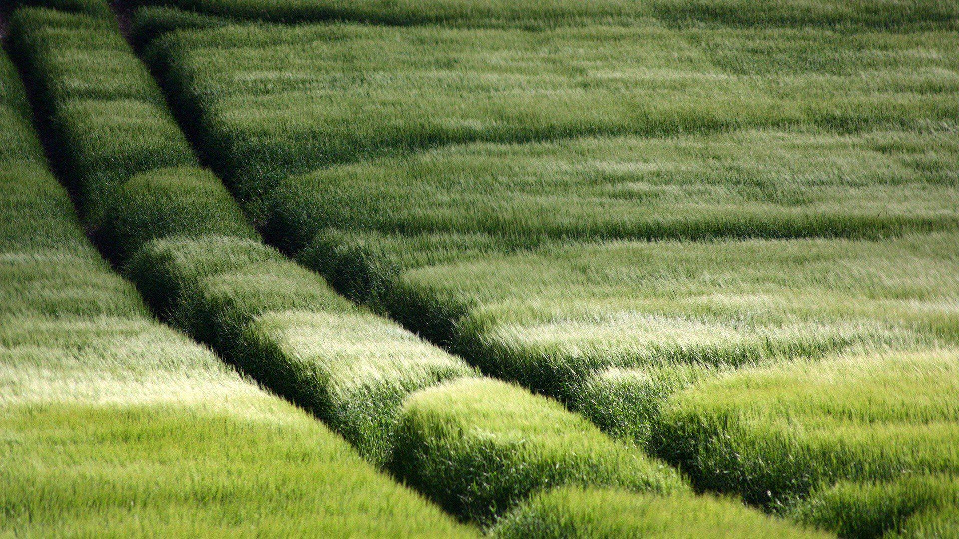 background image, grasslandgreen, nature, pasture, laptop, hd