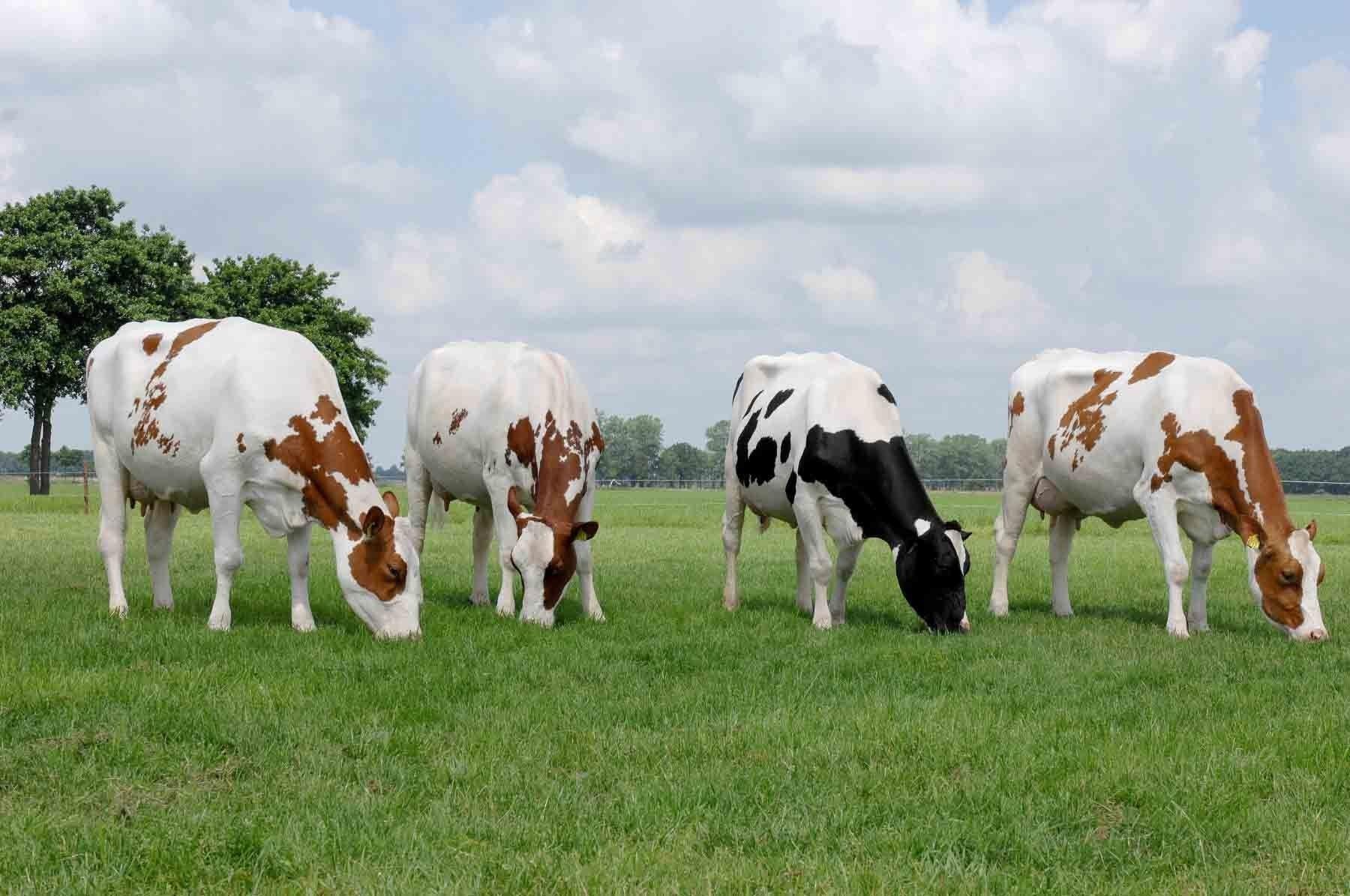 Lovely Cattle Pasture Wallpaper